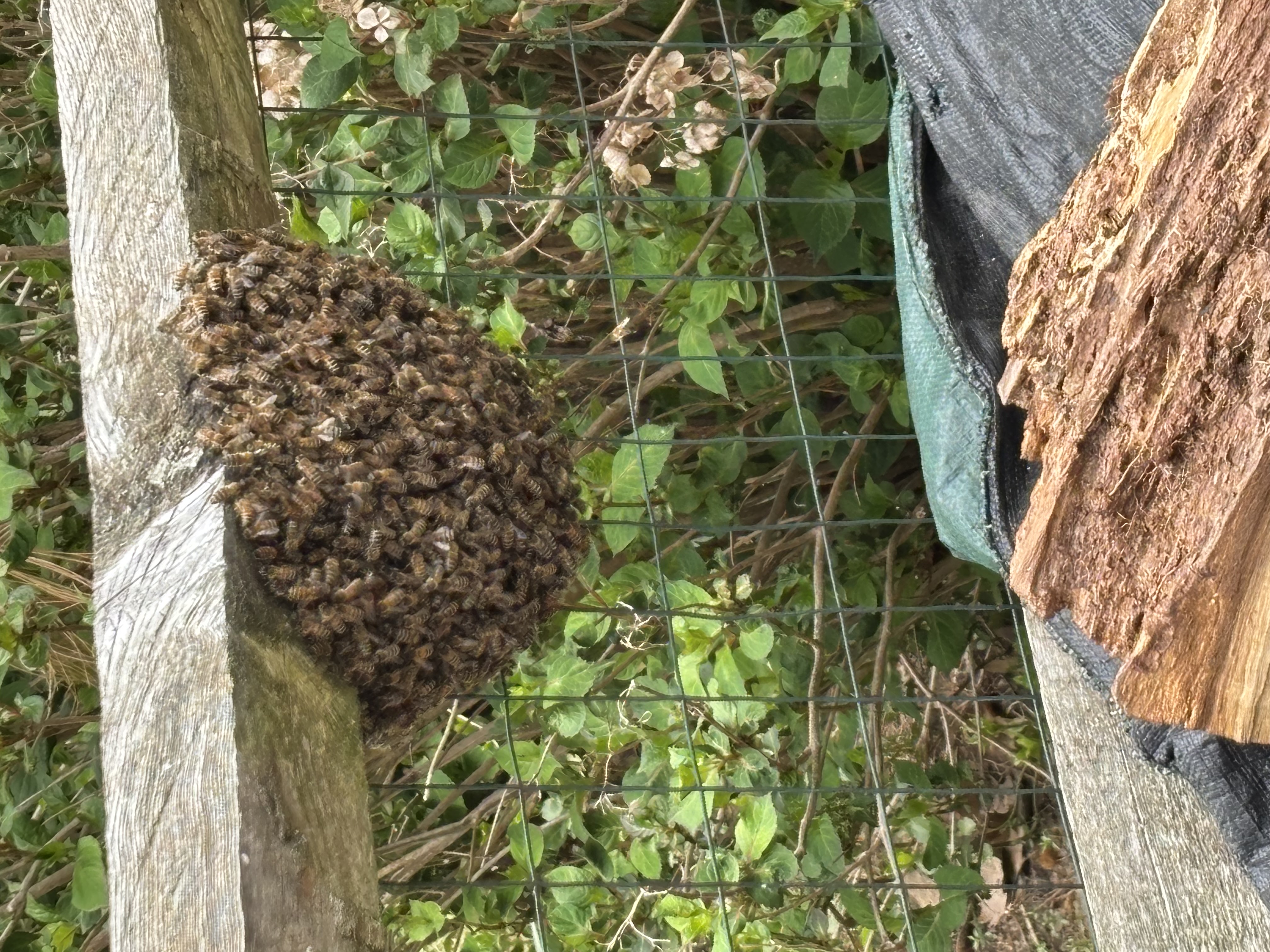Tennessee Bee Swarm Season: What to Know and How to Help