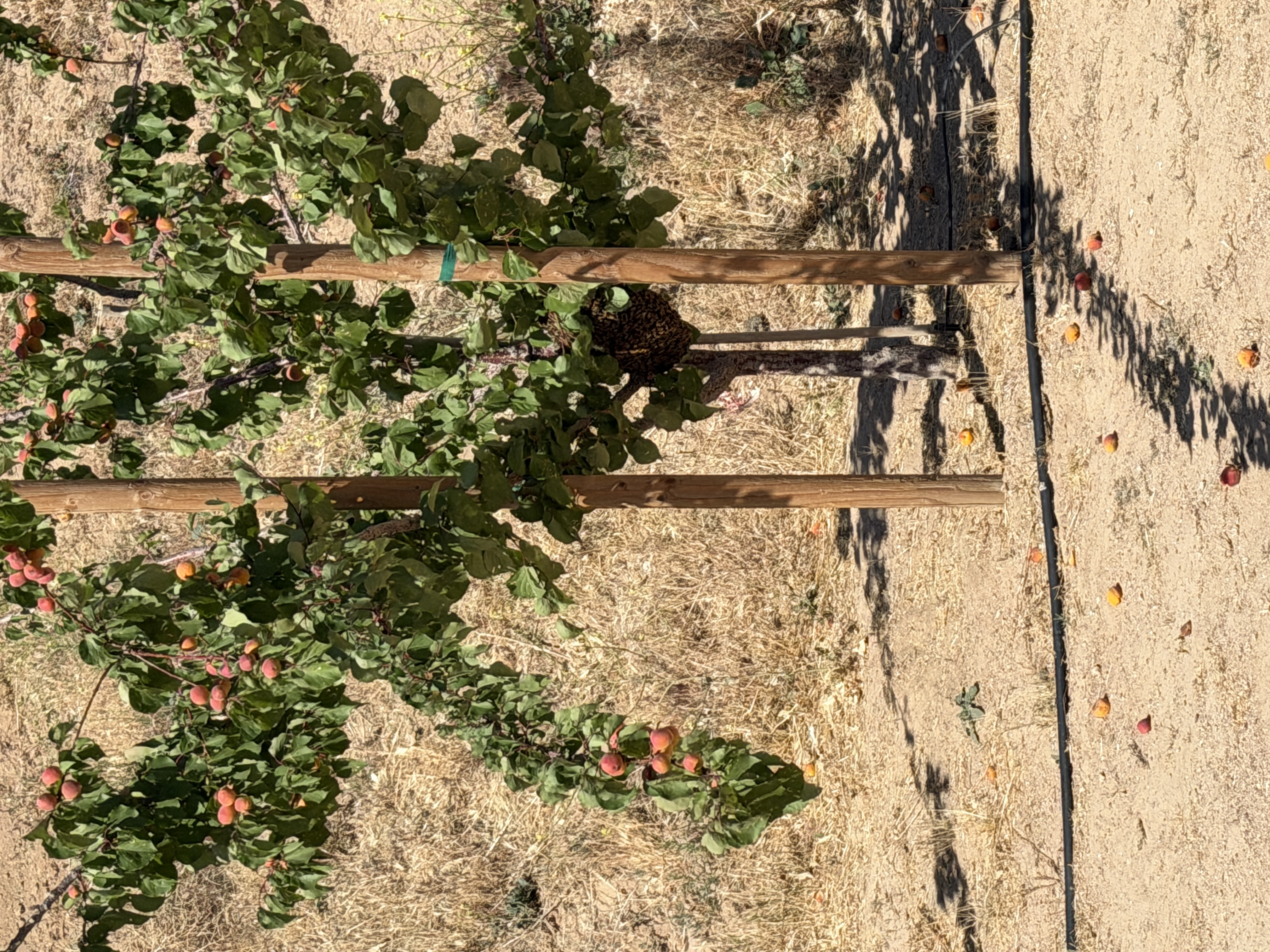 A Beekeeper's Guide to Swarm Collection in Idaho