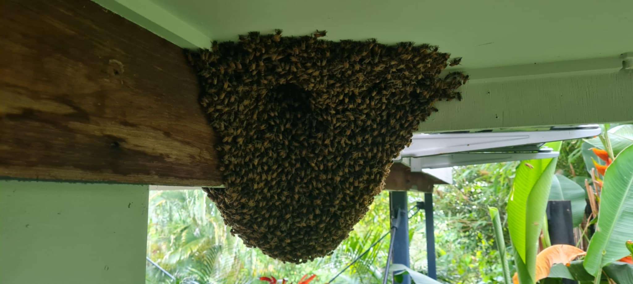 Winter Beekeeping: Hive Monitoring and Swarm Readiness