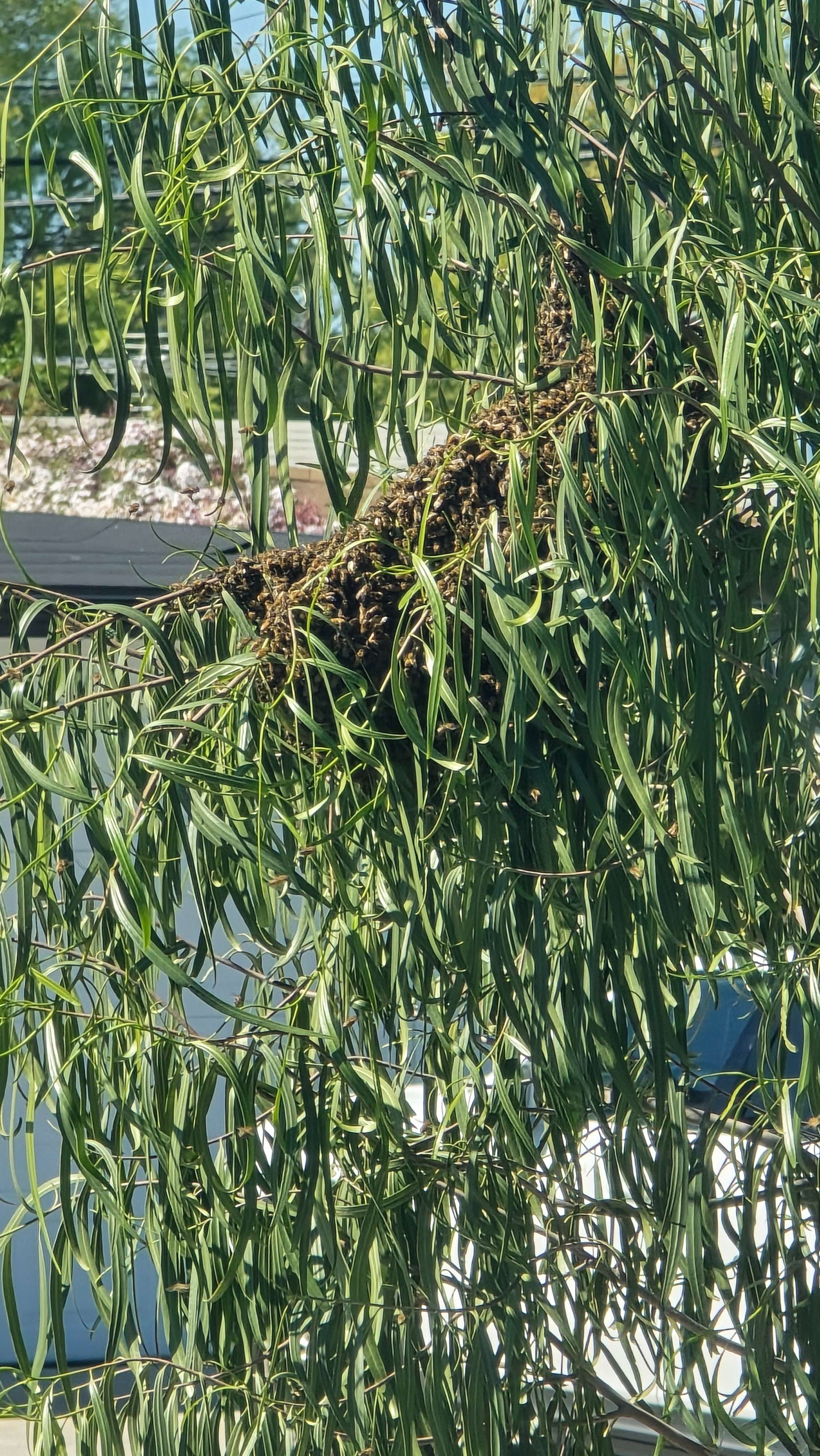 Found a Bee Swarm in Florida? Here's What to Do