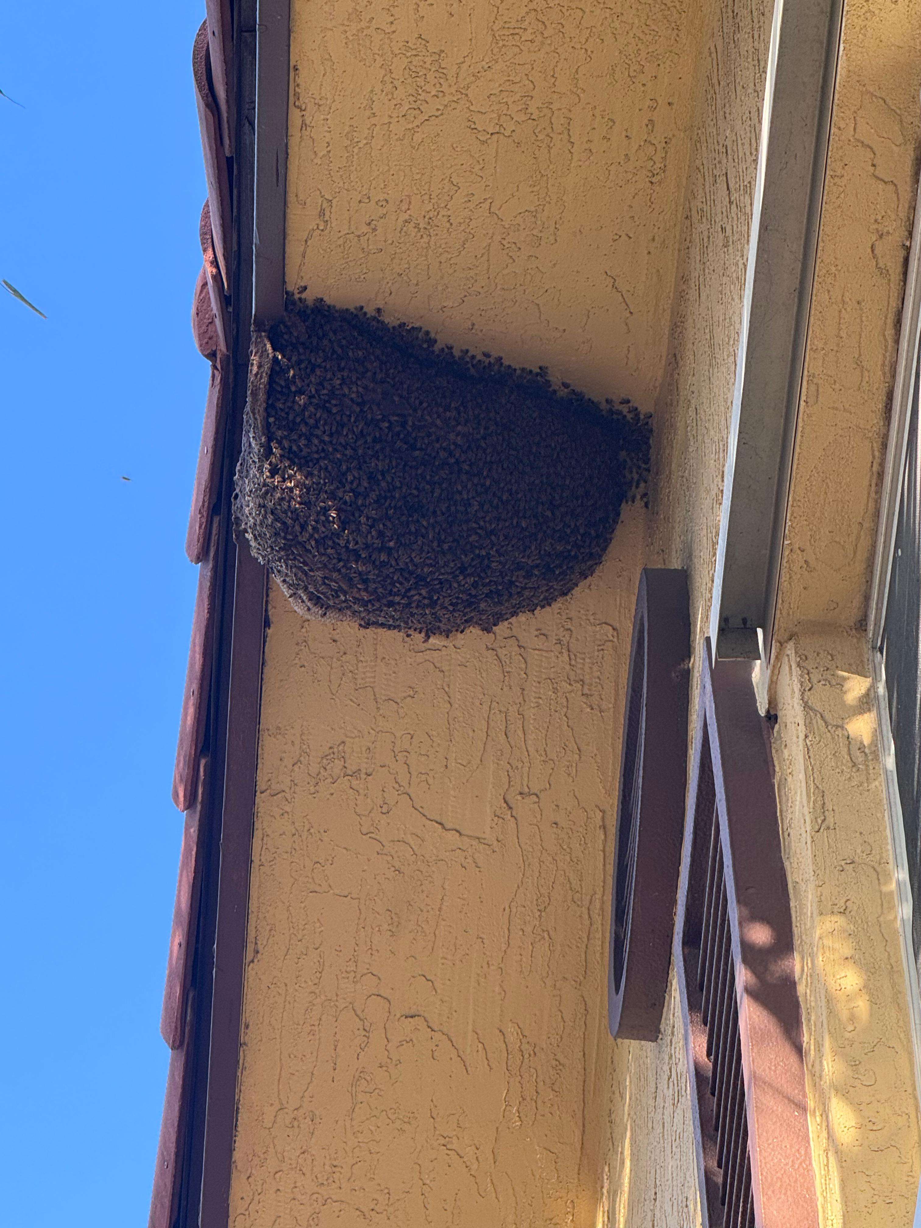 Winter Bee Activity? What to Do When You See Bees