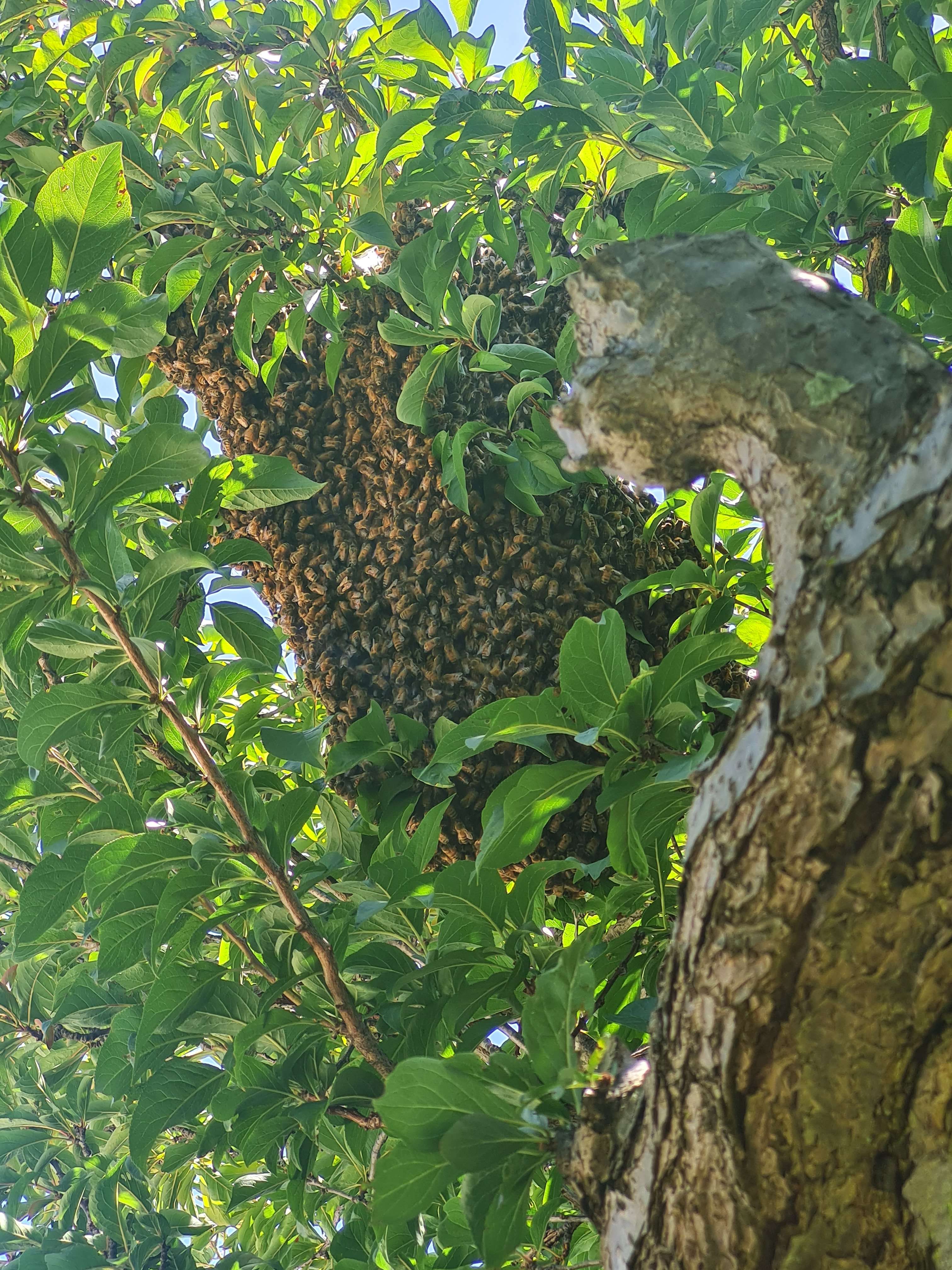 Bee Cluster on Your Property? What to Do in North Carolina