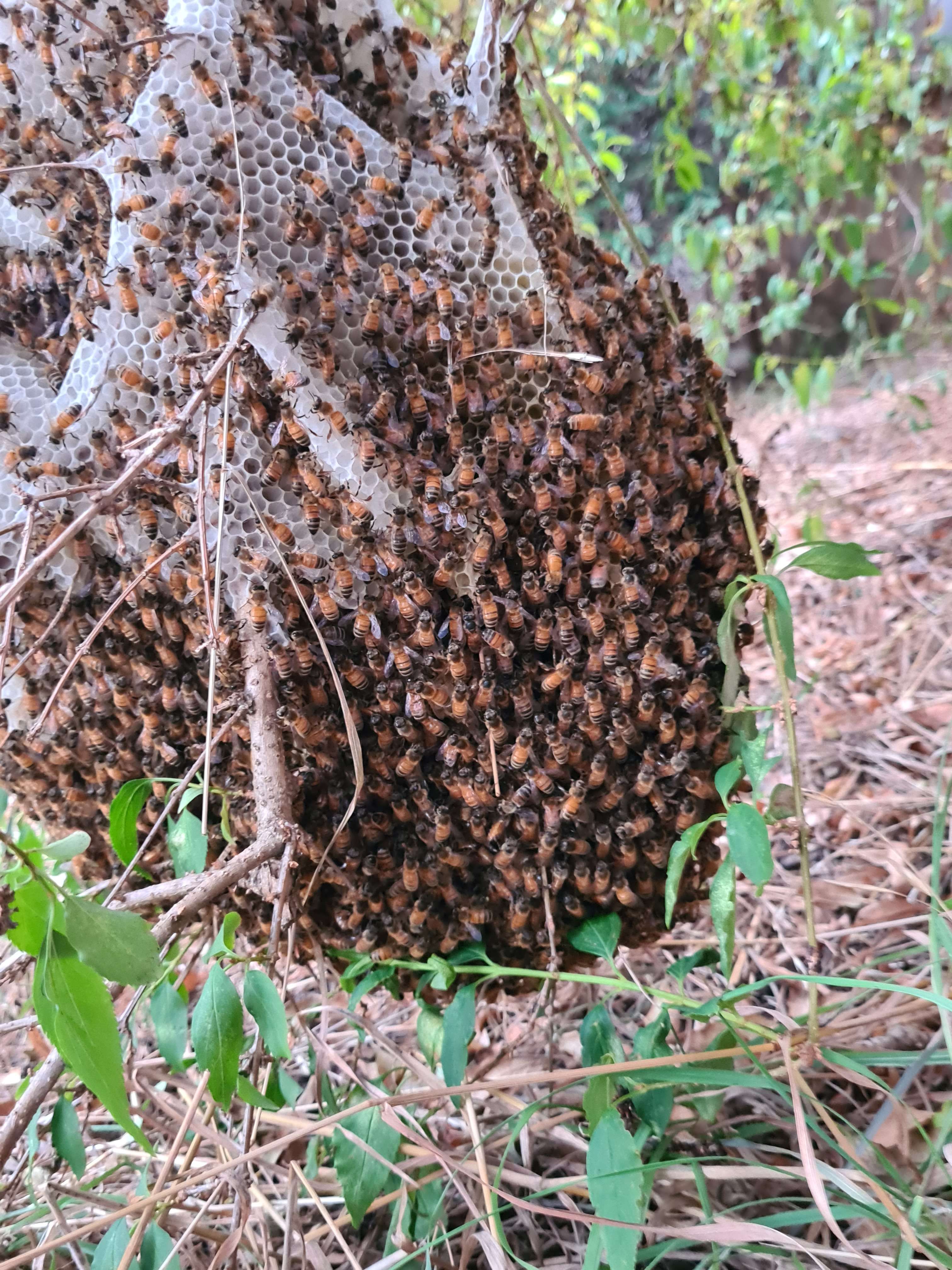 Active Bees in Winter? What to Do in Pennsylvania