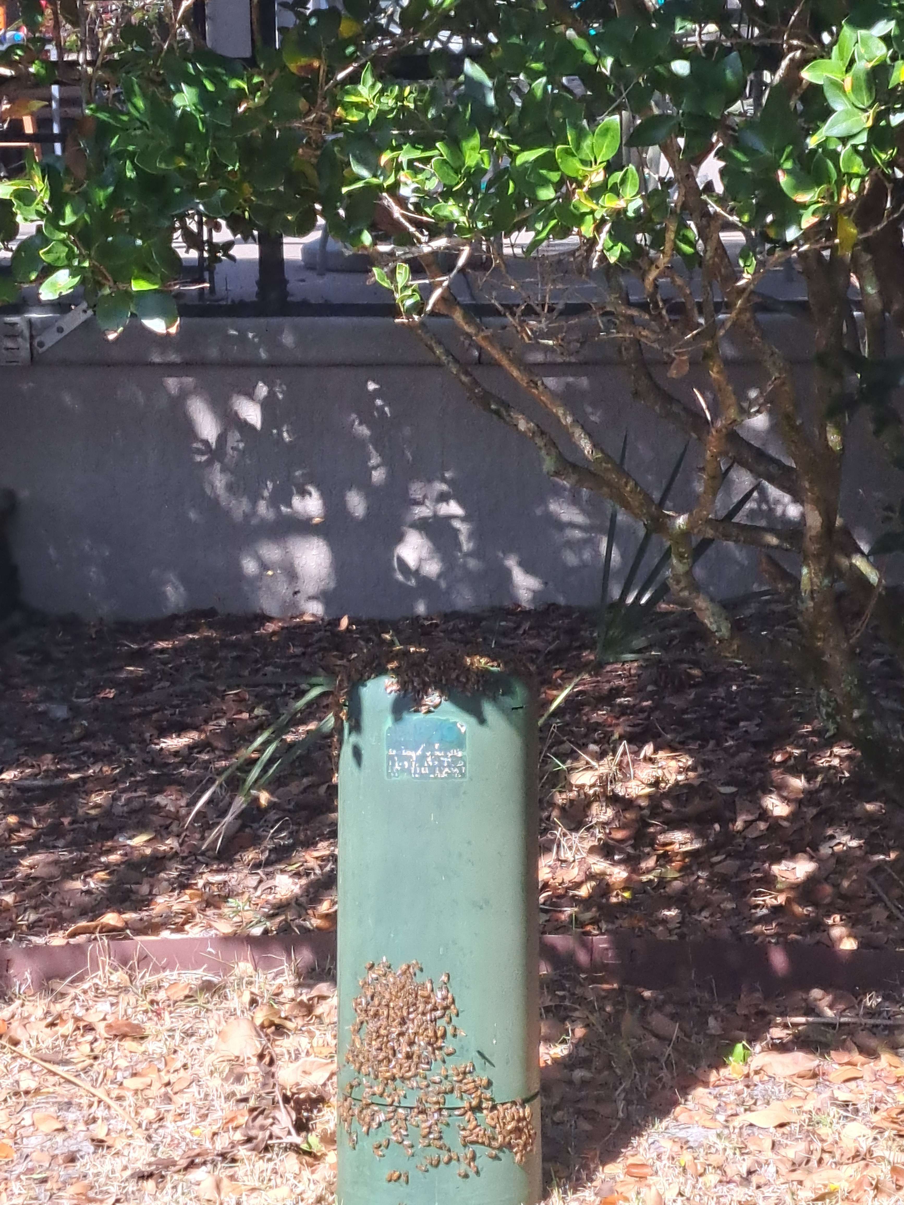 Off-Season Active Bees? Join the Swarmed Network!