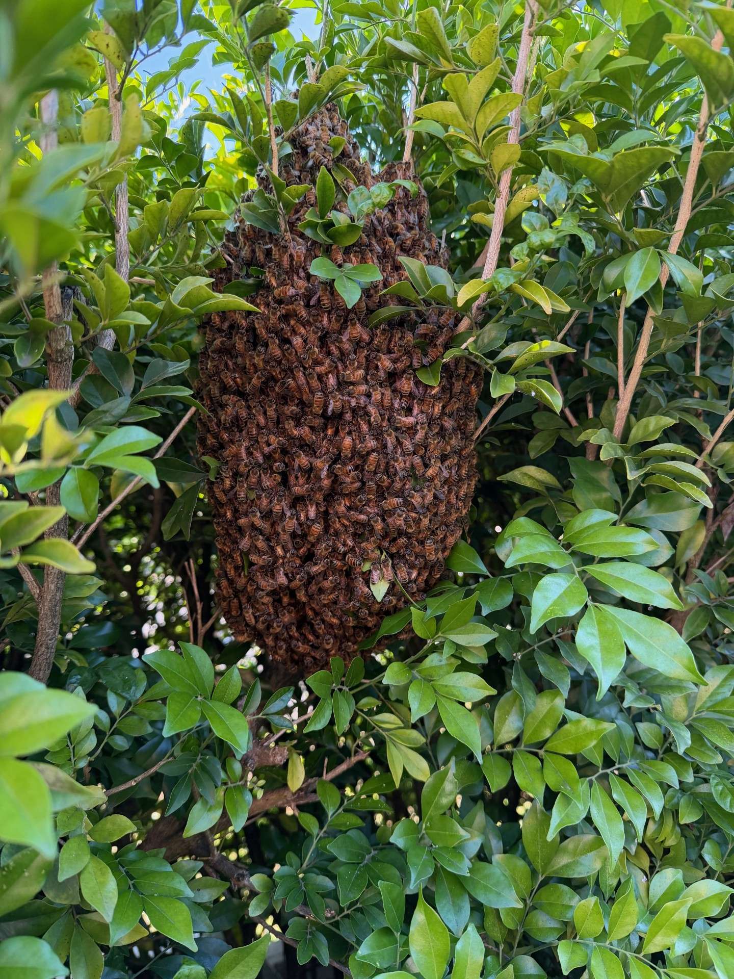 Bee Swarm in January? What to Do in Australia