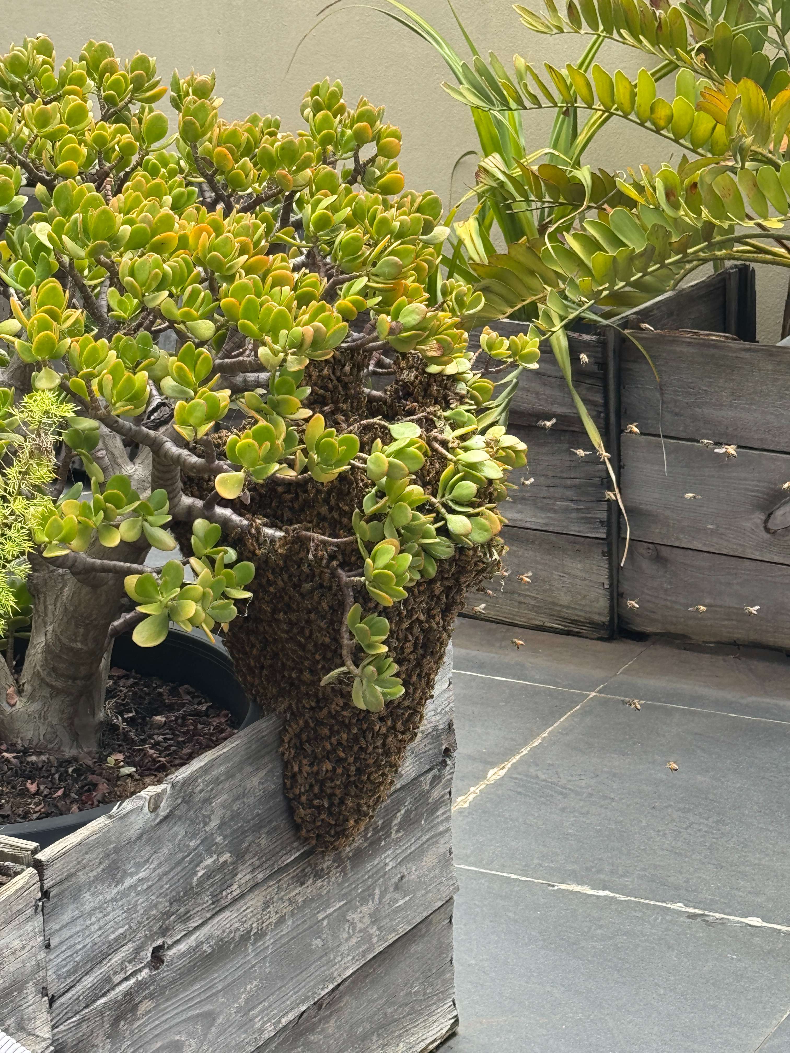 Winter Bees in LA? What to Do About Swarms in January