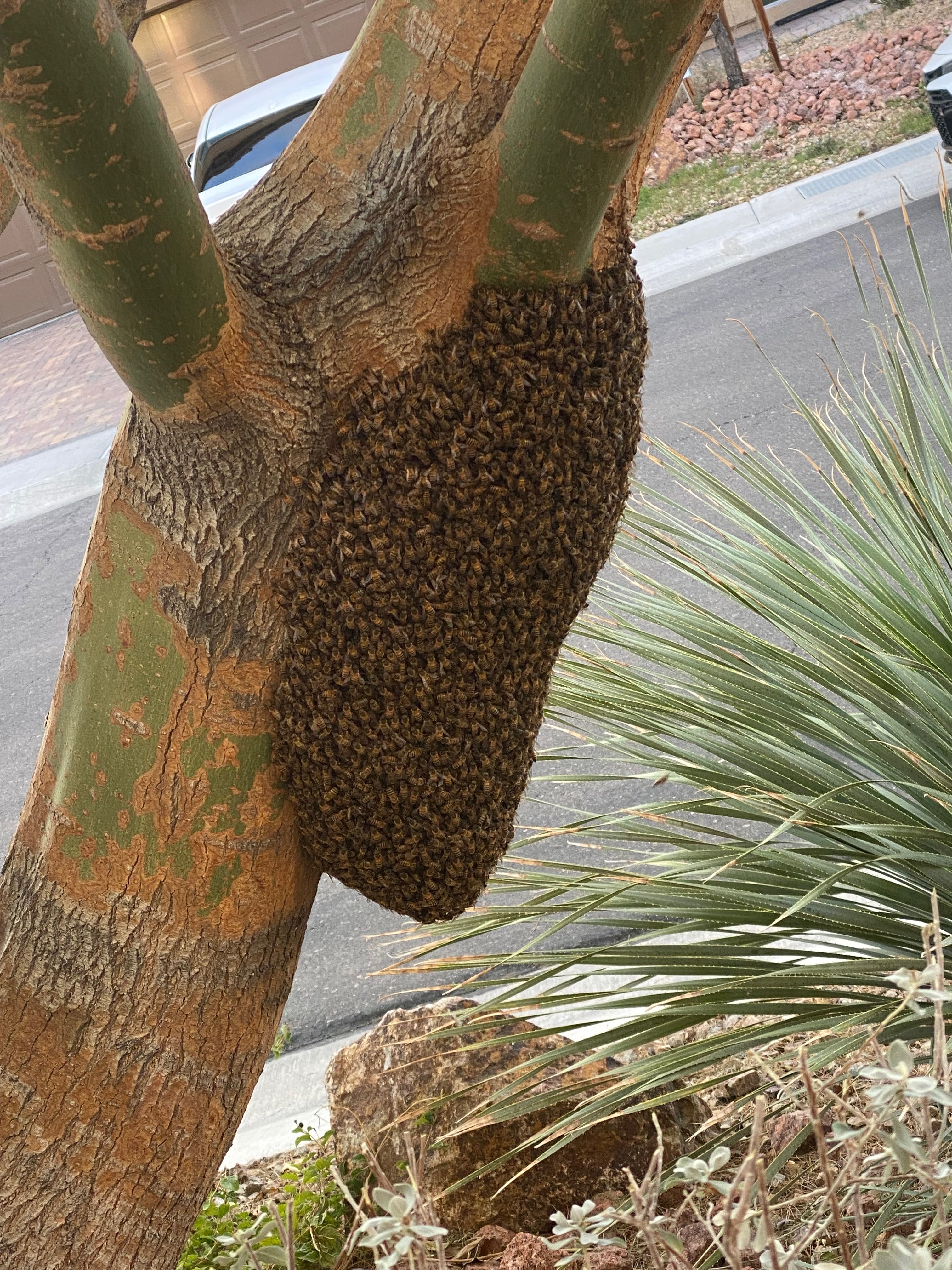 Bee Cluster on Your Property? What to Do in California