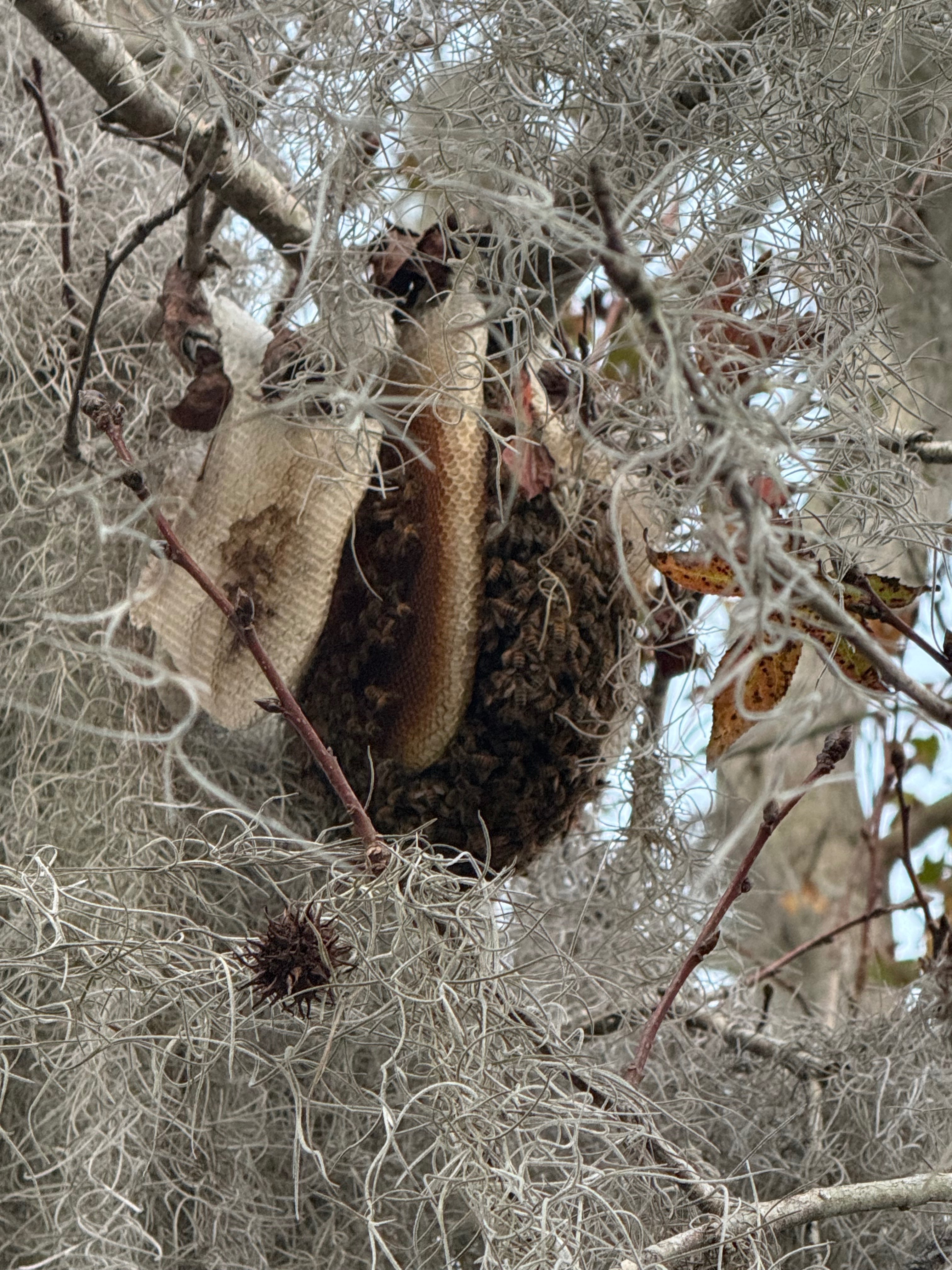 Beekeeping in the Sunshine State: Winter Swarms in Florida?
