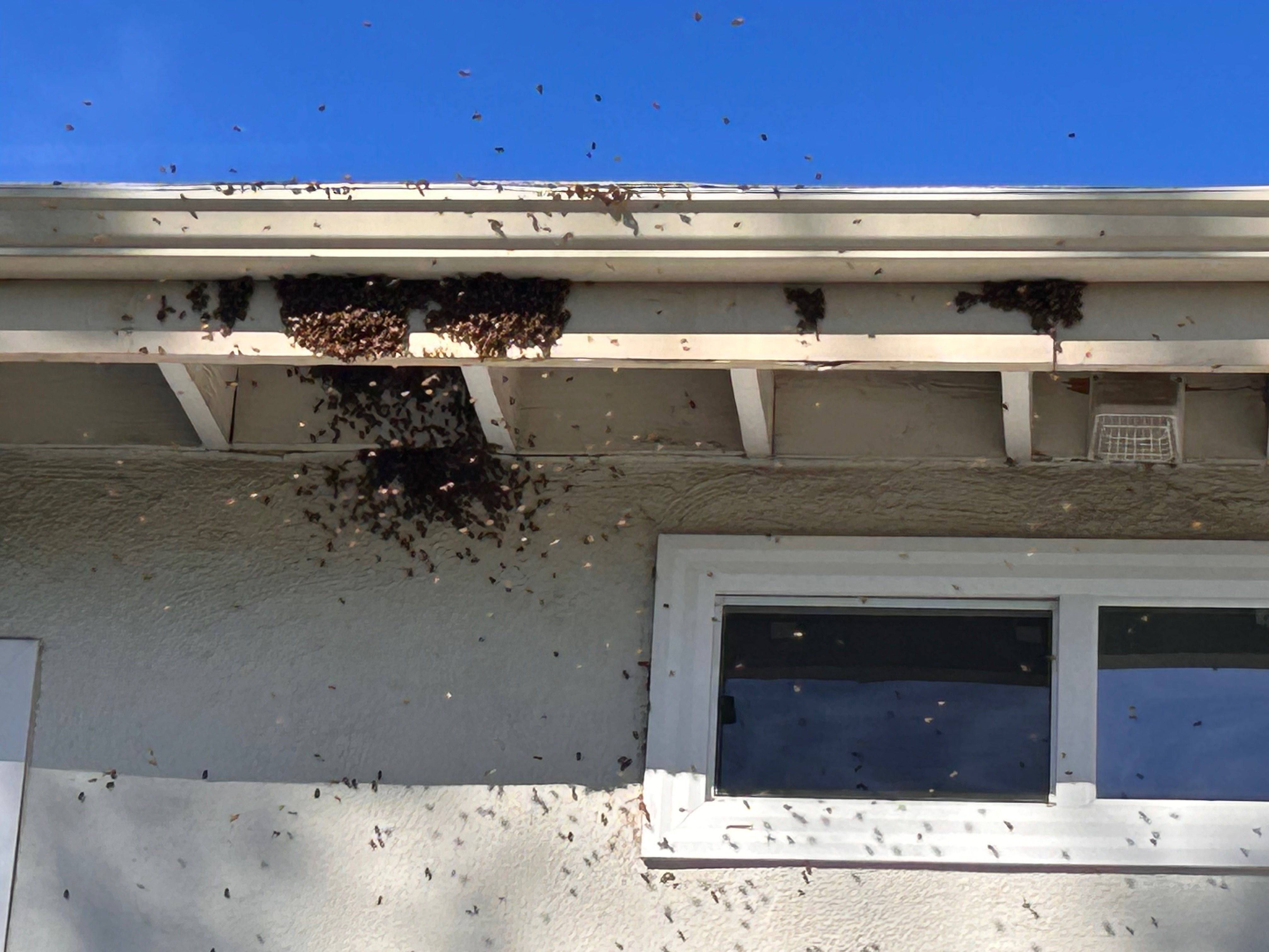 Bee Swarm in January? What to Do in Arizona