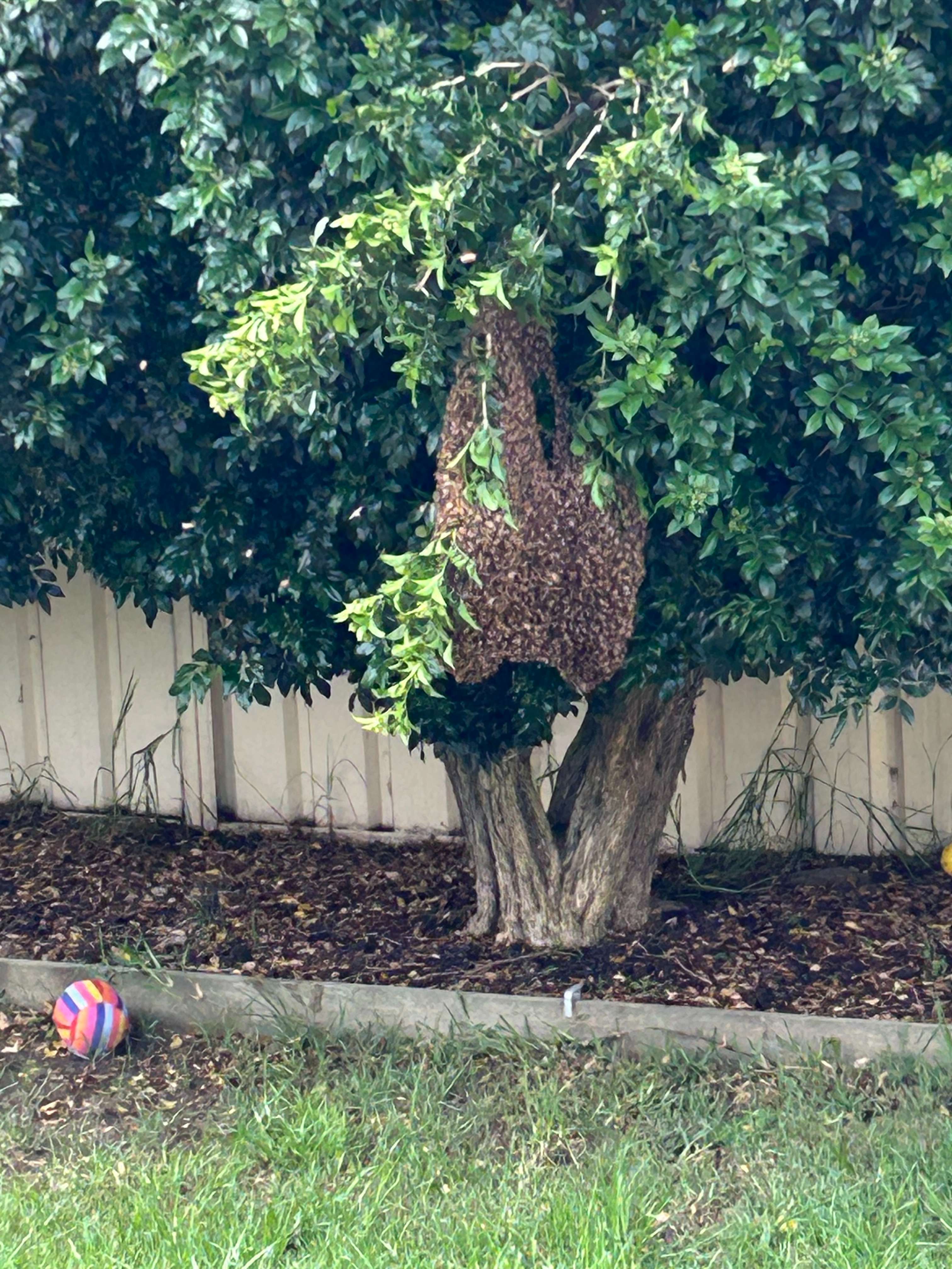 Active Bees in Winter? What to Do in Texas