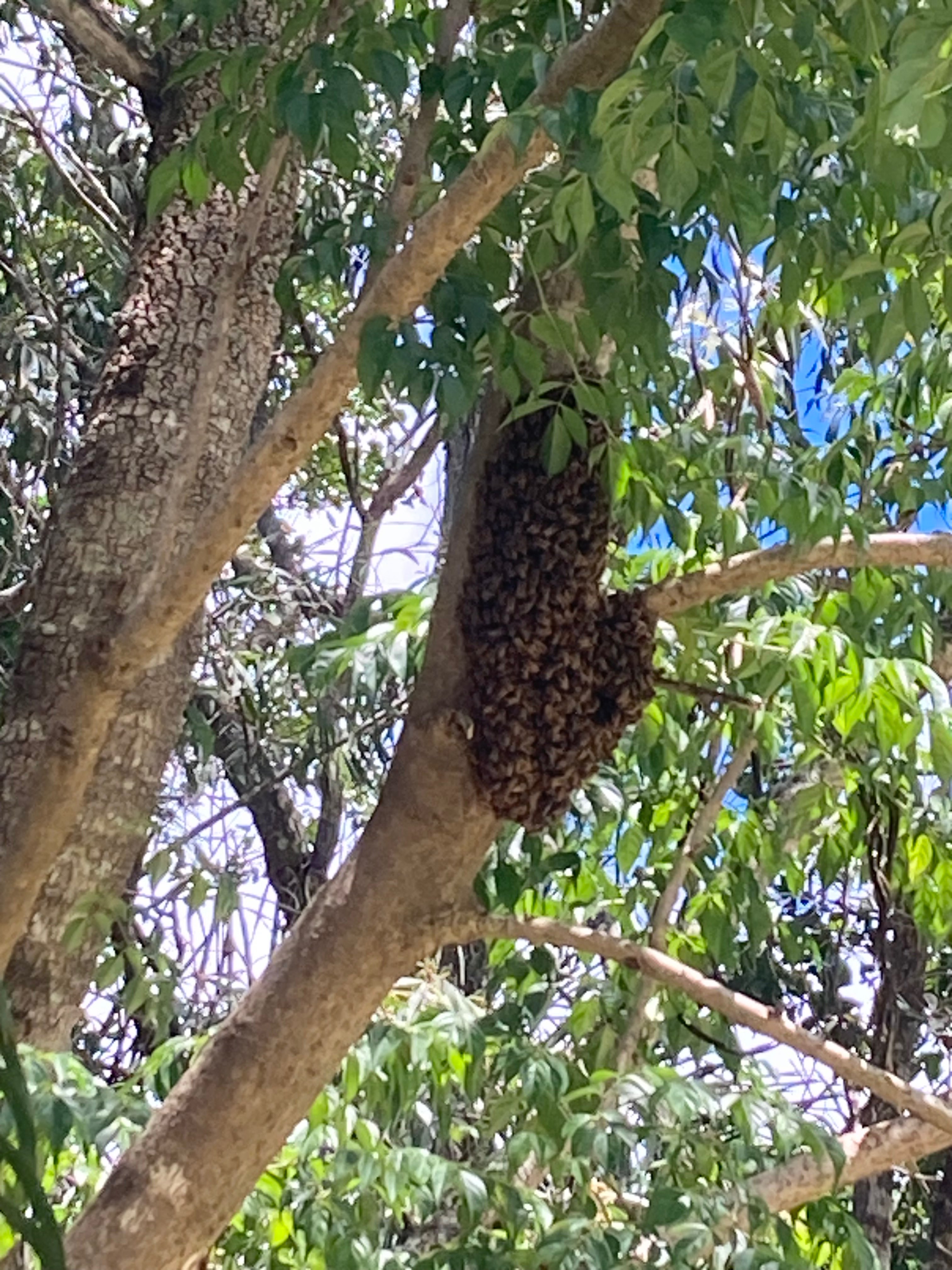 Connecticut Beekeepers: Winter Prep for Spring Swarm Opportunities