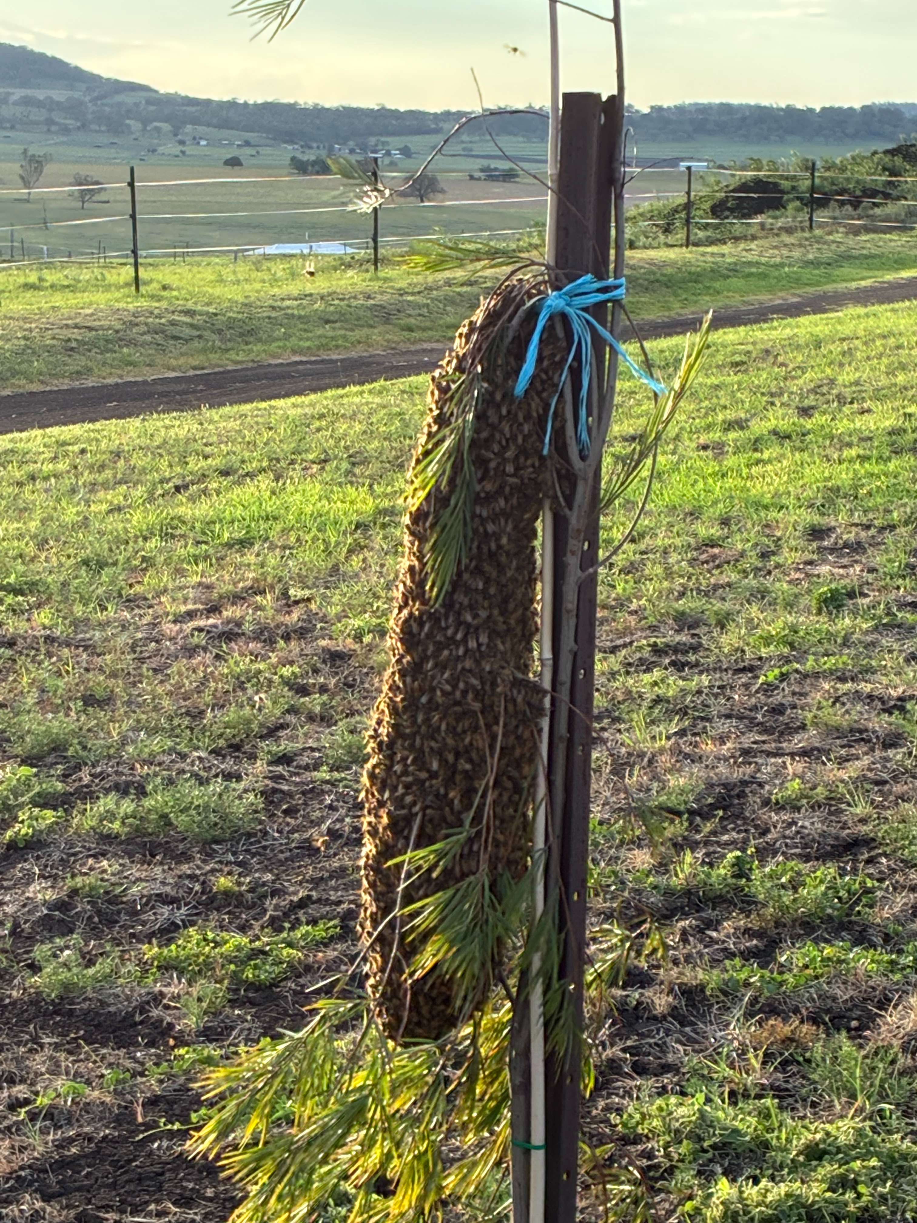 Winter Swarm Season? Yes! Get Ready for Off-Season Rescues