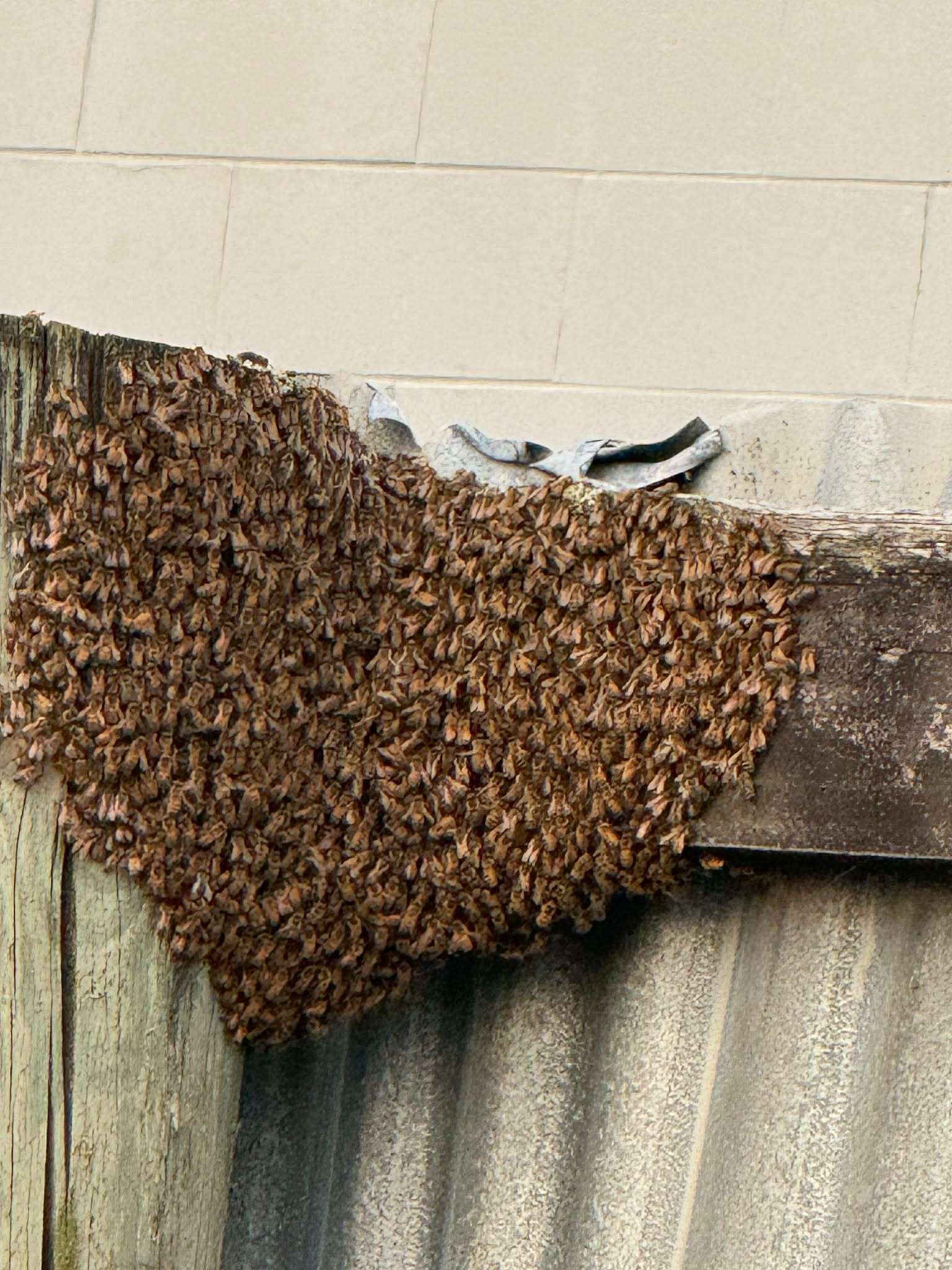 A Wisconsin Bee Swarm Calendar: Your Guide for Spring