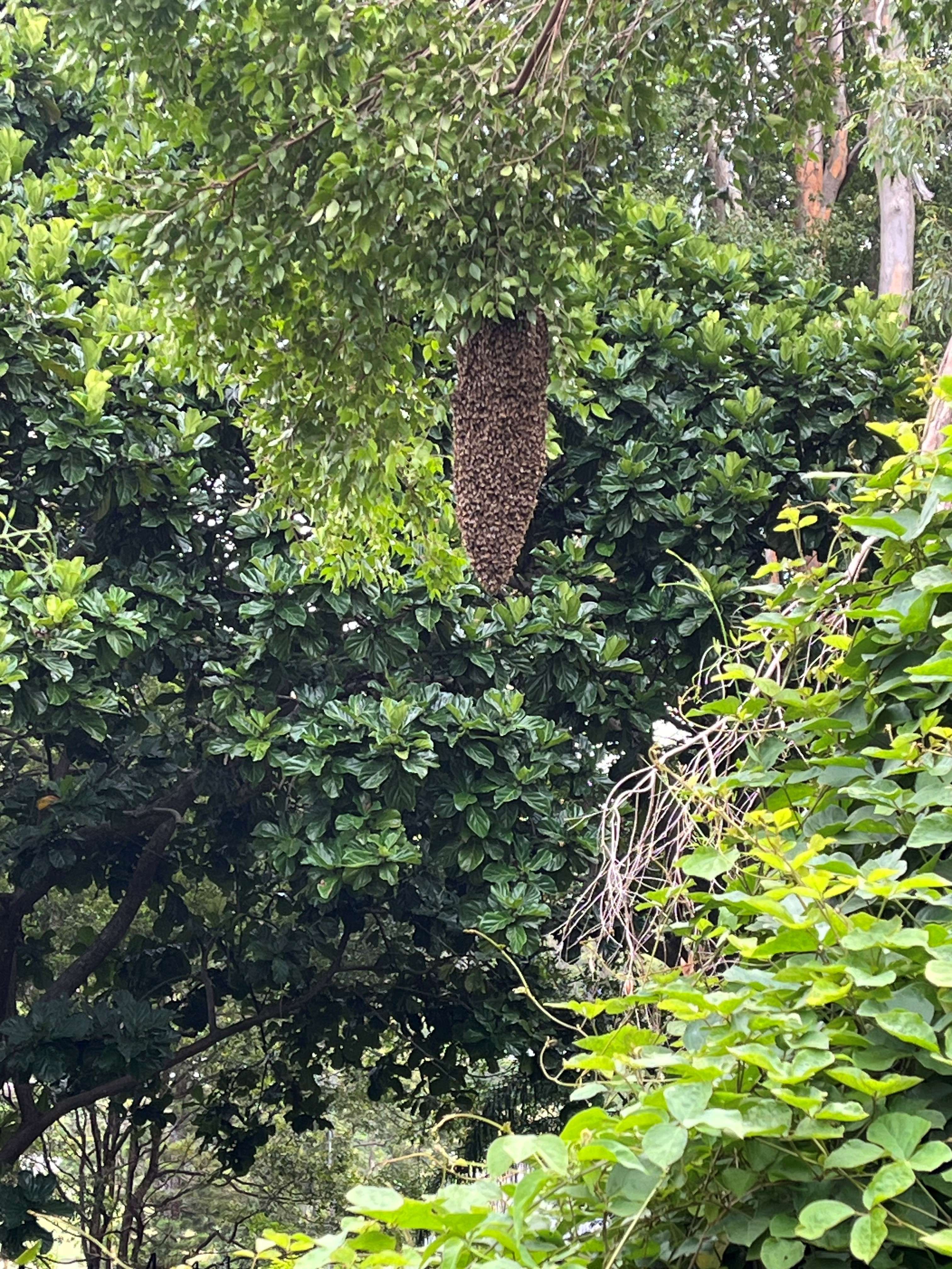 Winter Swarms? Why LA Beekeepers Are Still Busy