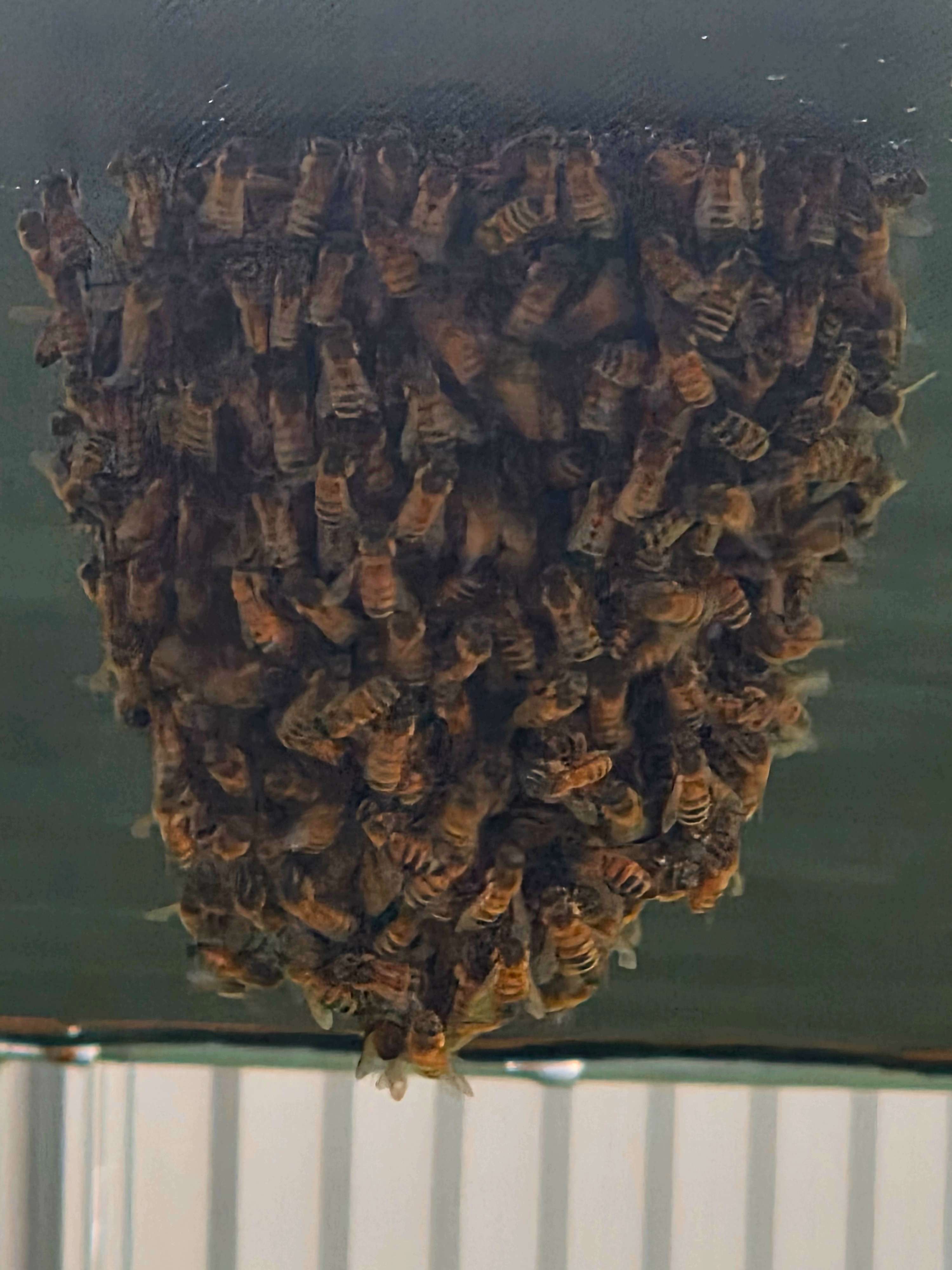 Spring Bee Swarms: Free Rescue for Honey Bees
