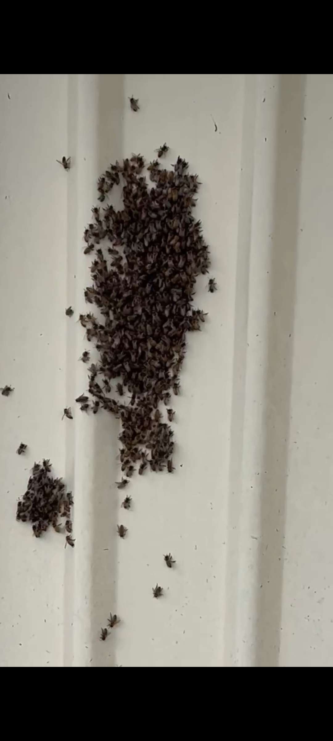 Winter Bees? Why You Might Still See Swarms in Your Neighborhood