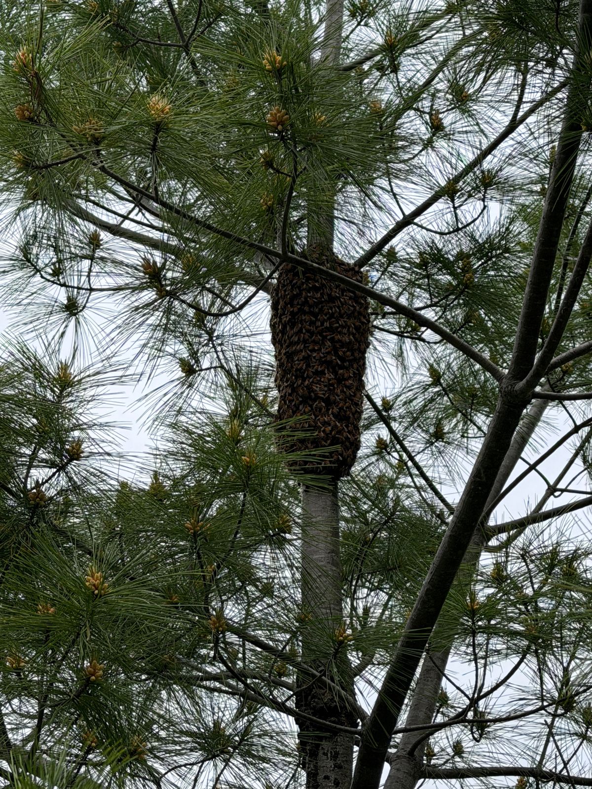 What Happens After You Report a Bee Swarm in Washington