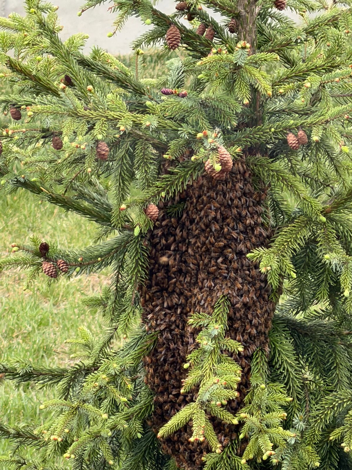 Reported a Bee Swarm in WV? What Happens Next