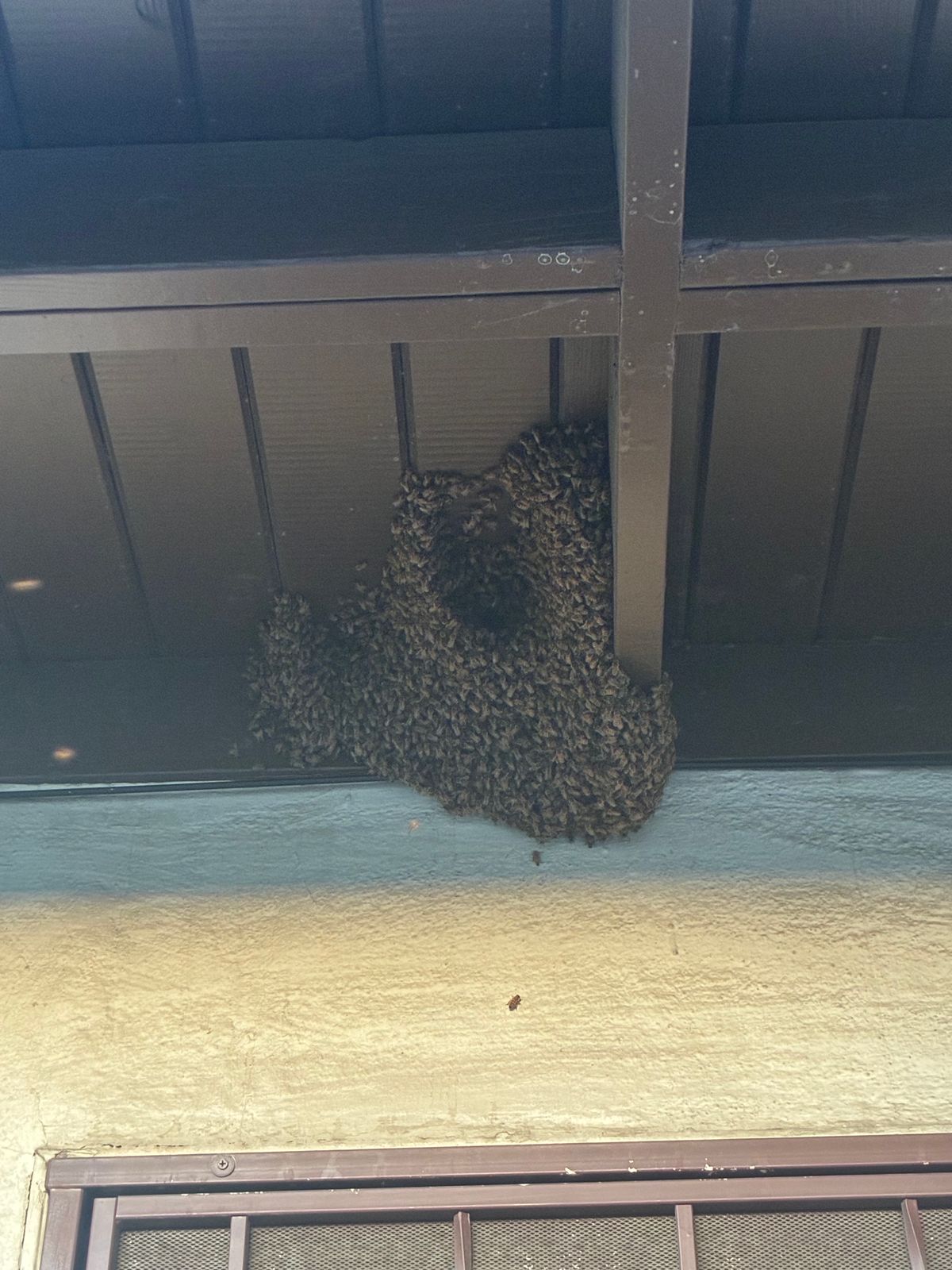Reported a Bee Swarm in Maine? What Happens Next
