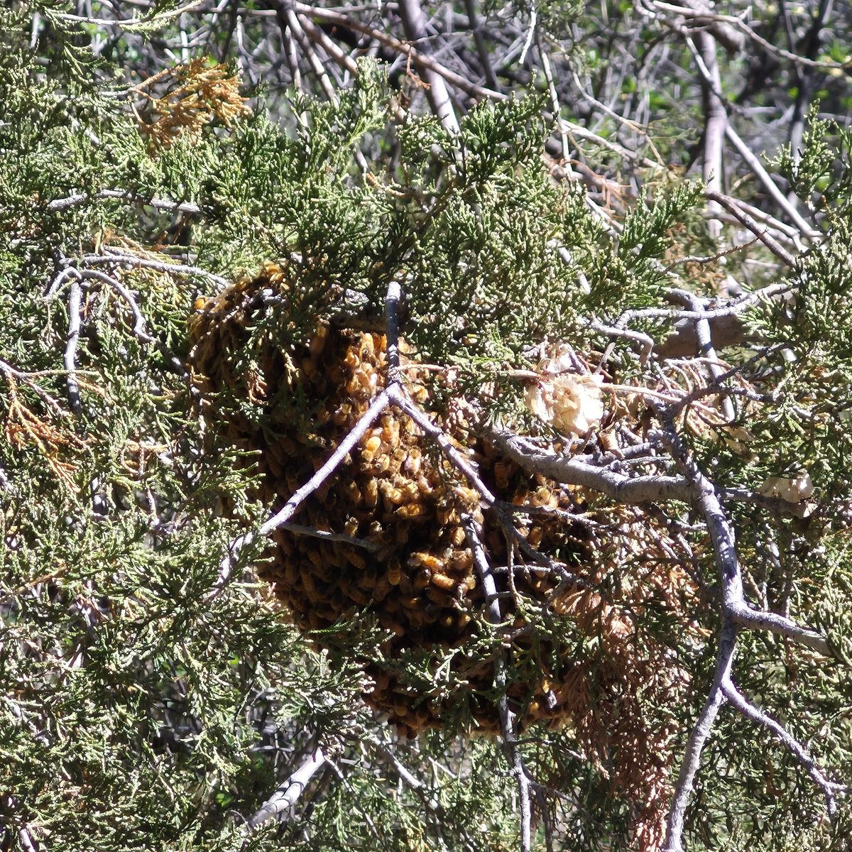 Alaska Bee Swarm Forecast: A Guide to Spring