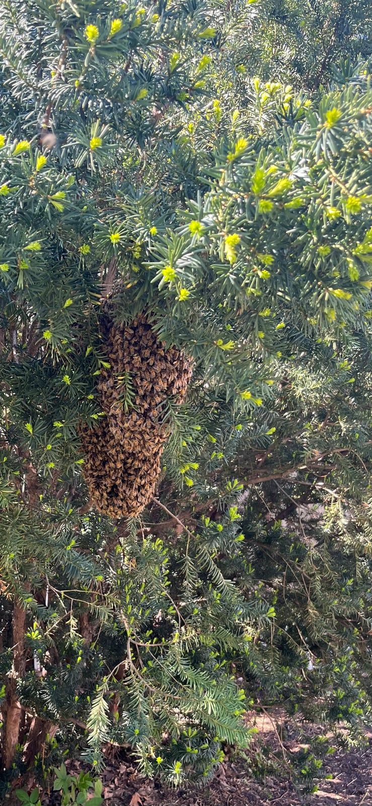 A Guide to Connecticut Bee Swarm Removal This Spring