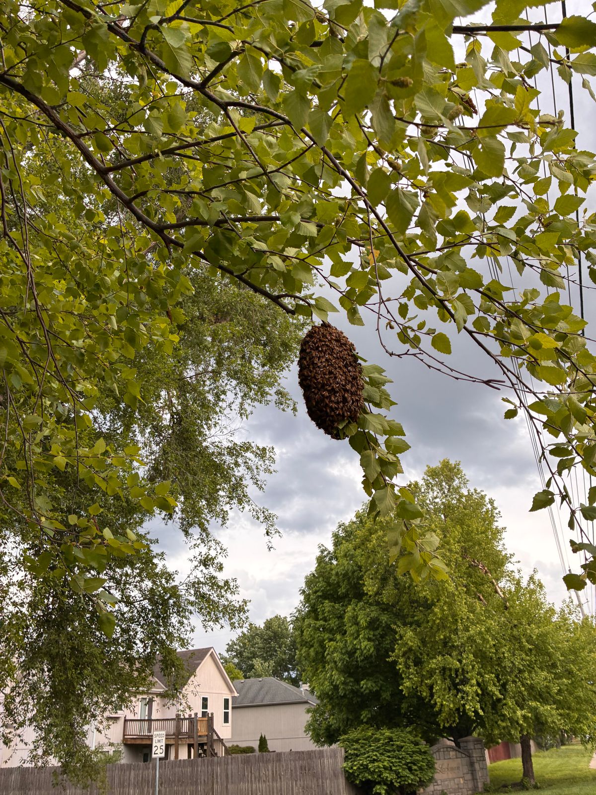 May Brings Honey Bee Swarms: Your Guide to Safe Reporting