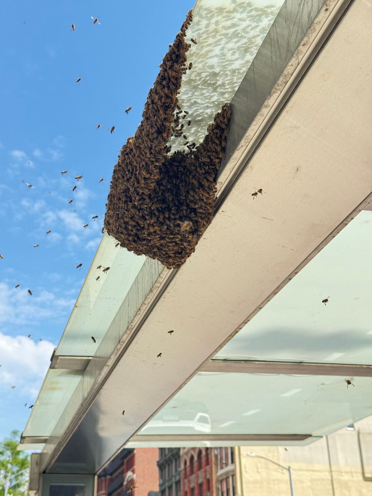 5 Signs a Bee Swarm is Nearby (And What to Do Next)