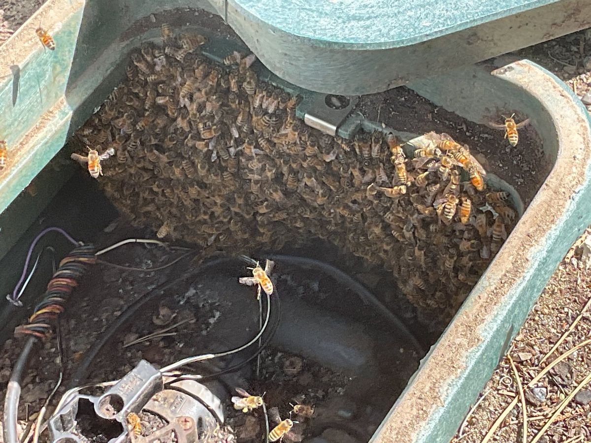 Kentucky Bee Swarm Season: A Resident's Guide