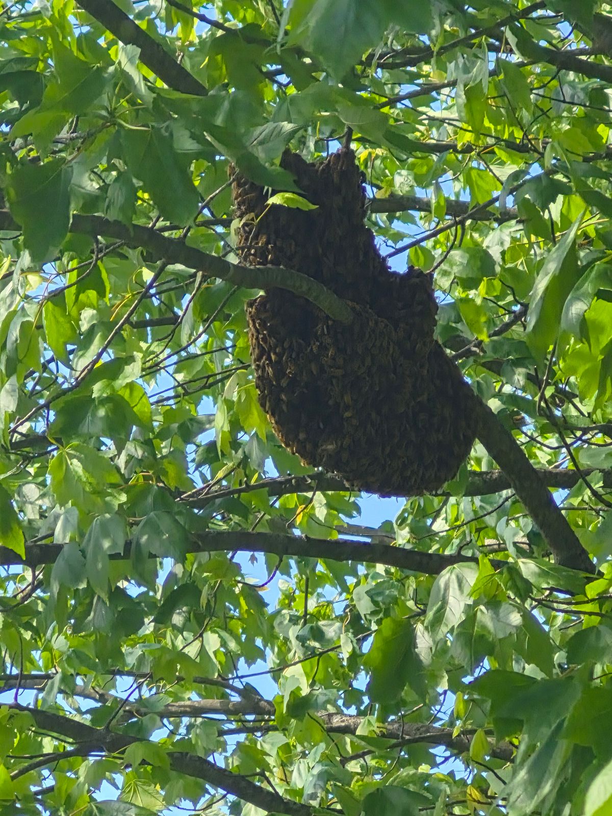 Found a Bee Swarm? A Guide to Safe Reporting and Removal