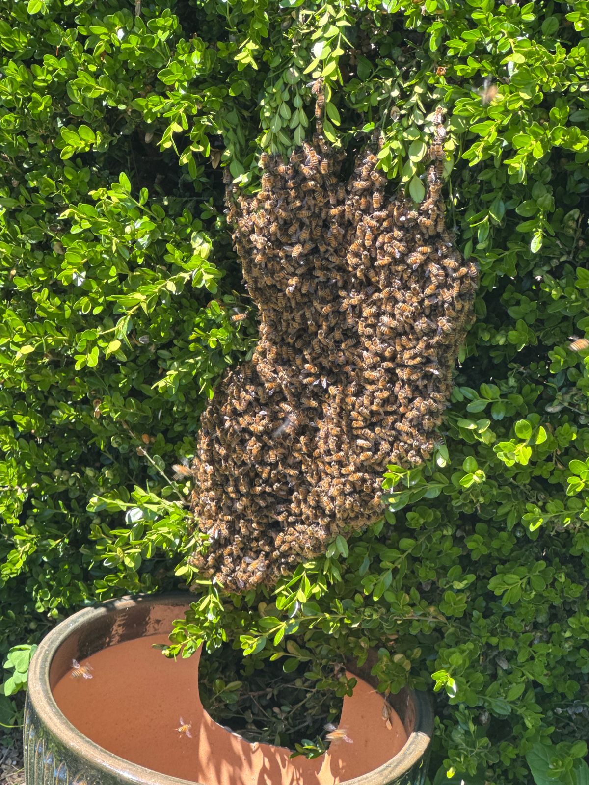 Reported a Bee Swarm in Iowa? Here's What Comes Next