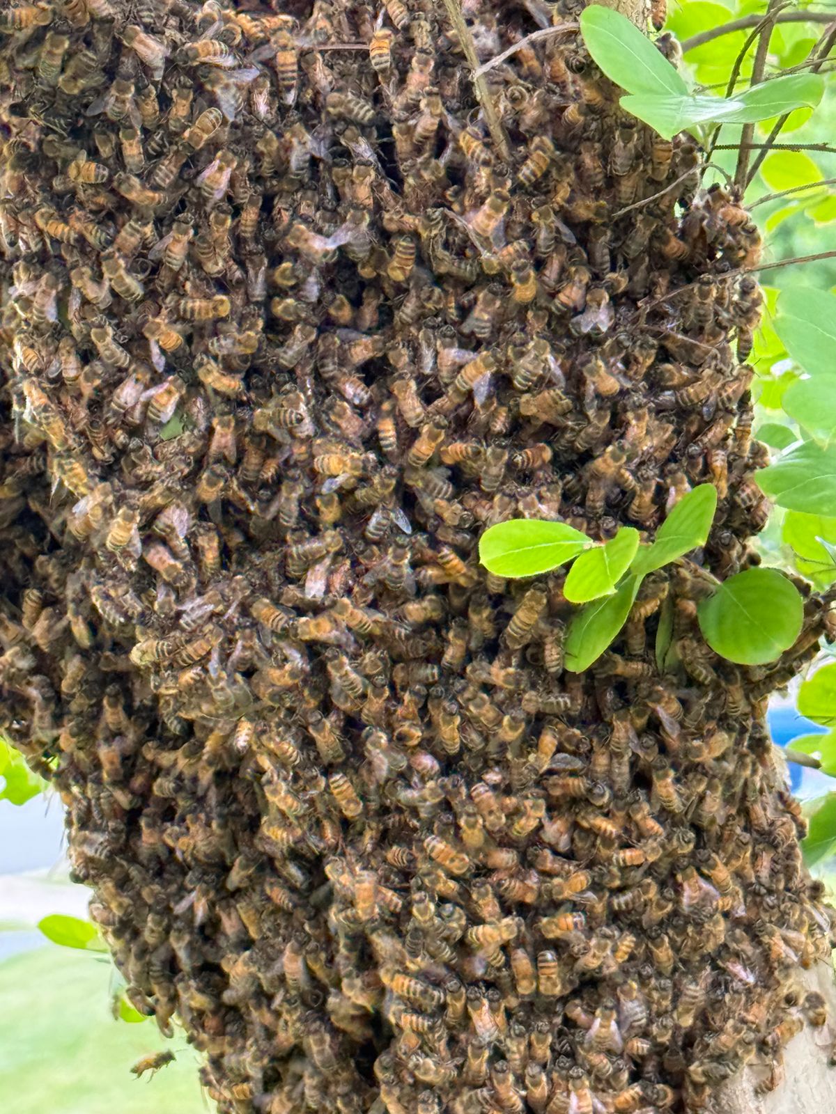 What to Expect After Reporting a Bee Swarm in Utah