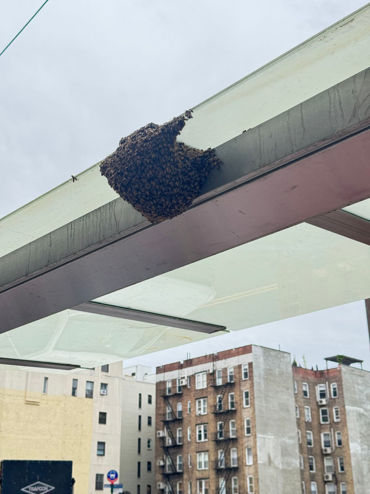 A Beekeeper's Guide to Swarm Collection in Florida