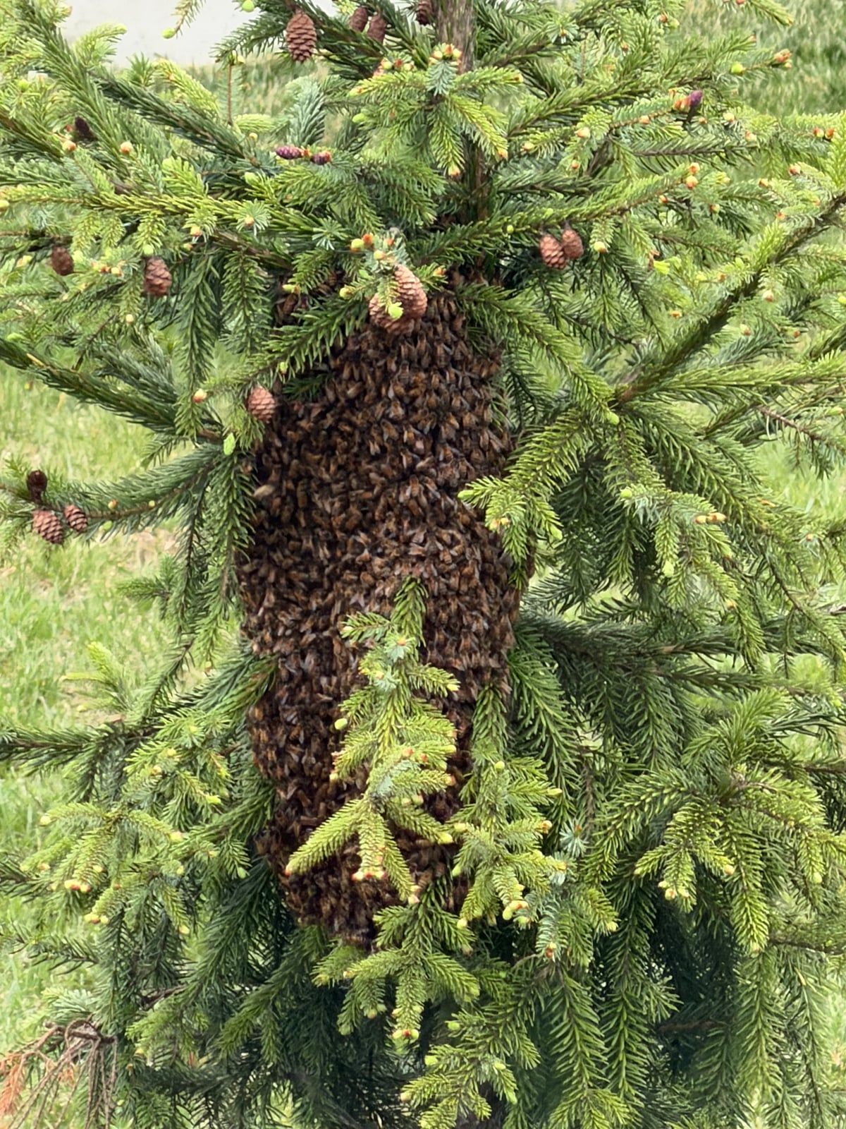 New Mexico Bee Swarm Help: A Guide for Spring