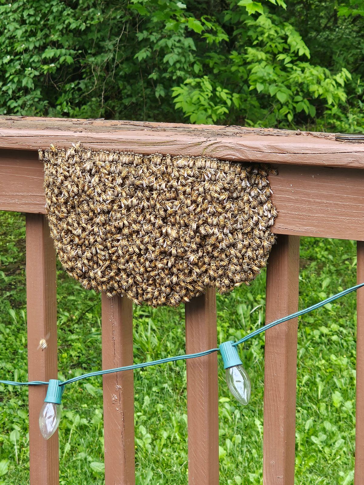 Reported a Bee Swarm in Michigan? Here’s What Happens Next