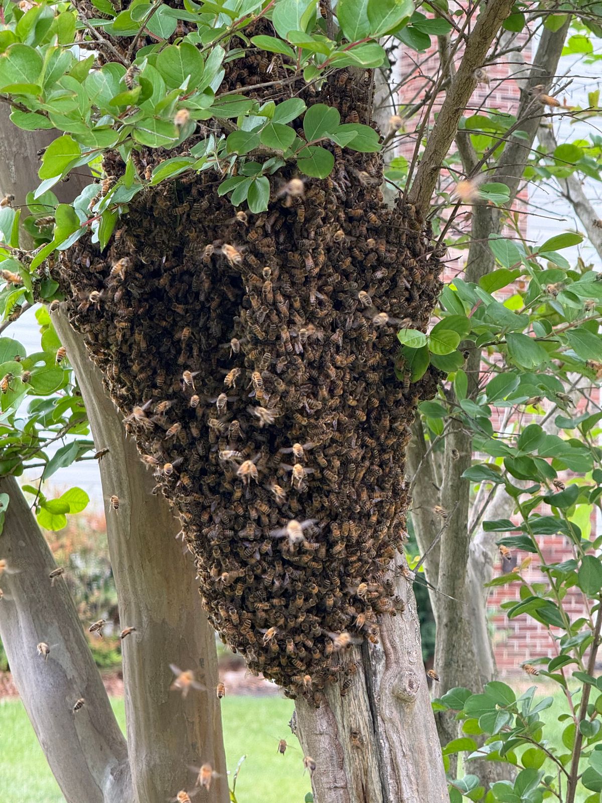 How Many Bees Are in a Swarm? A Guide to Reporting