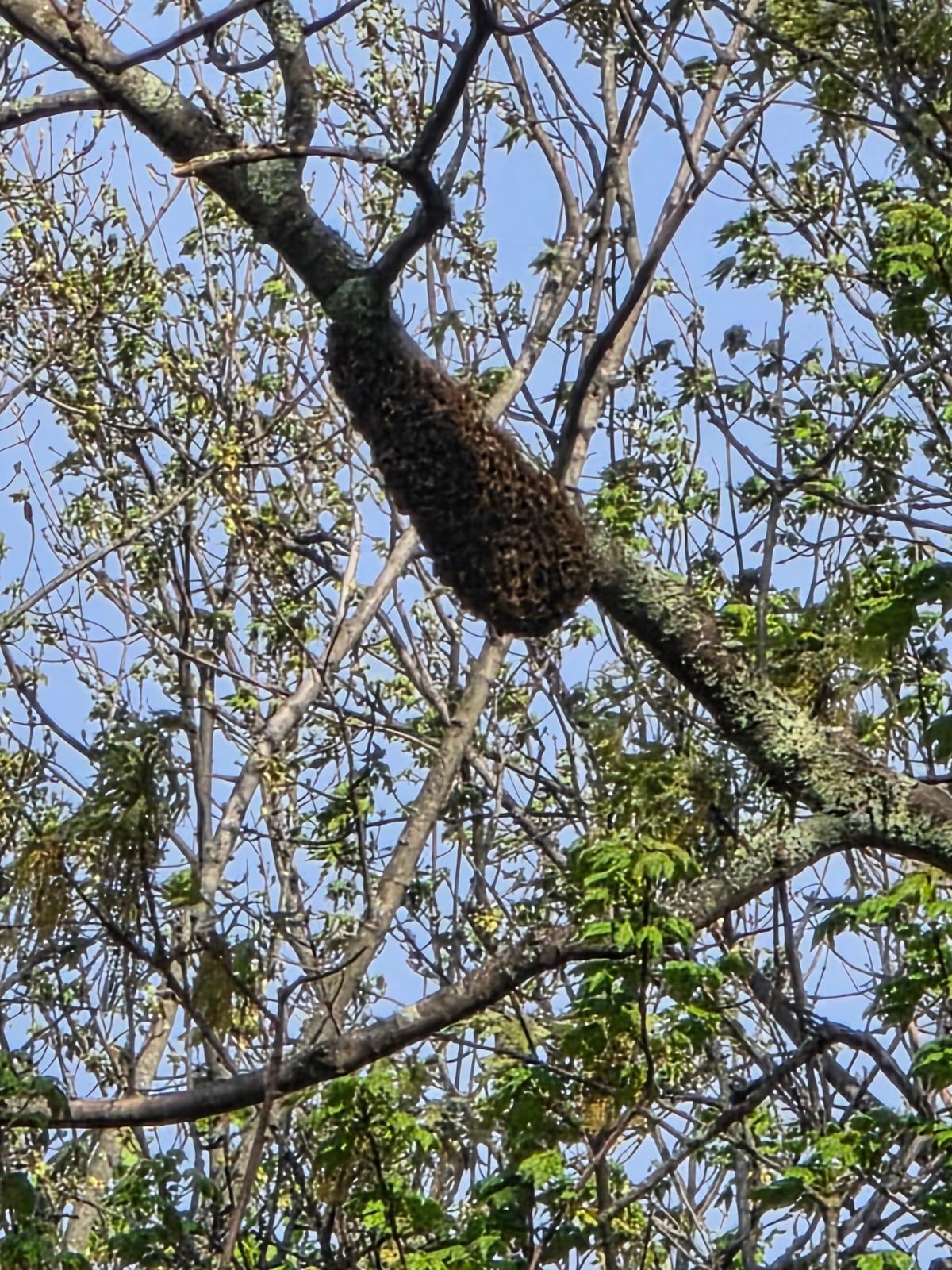 Oregon Bee Swarm Season: A Guide for Residents