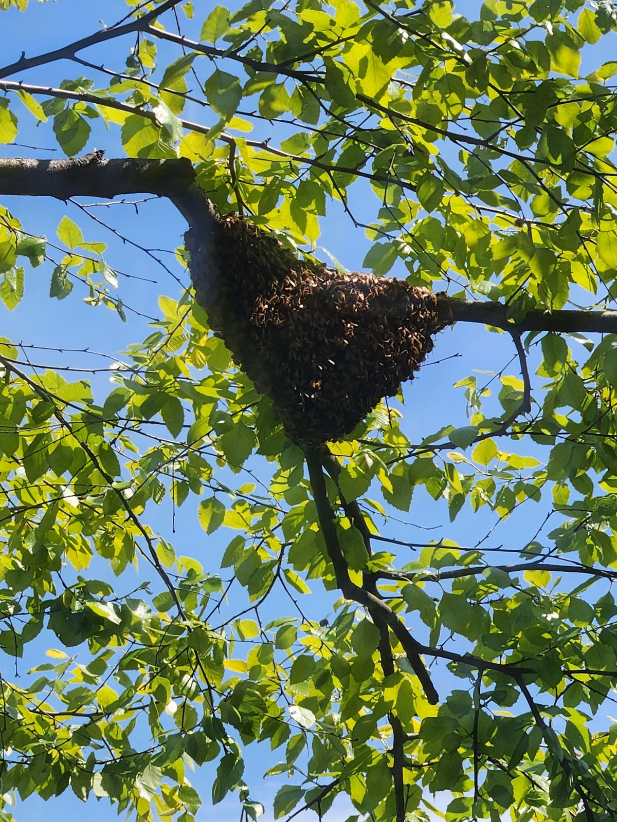 The Queen's Journey: Why Honey Bees Swarm and How You Can Help