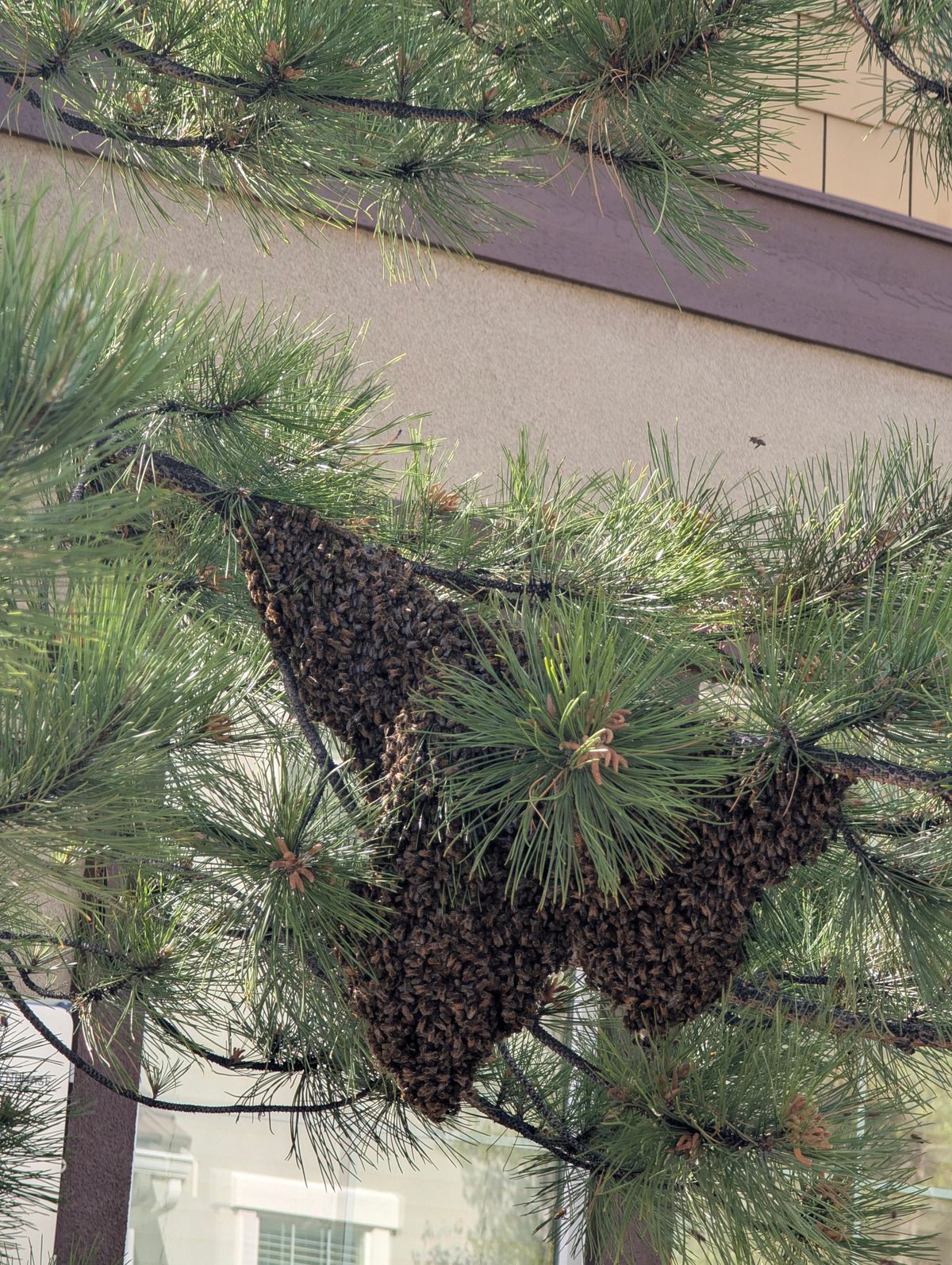 Reported a Bee Swarm in Rhode Island? What's Next