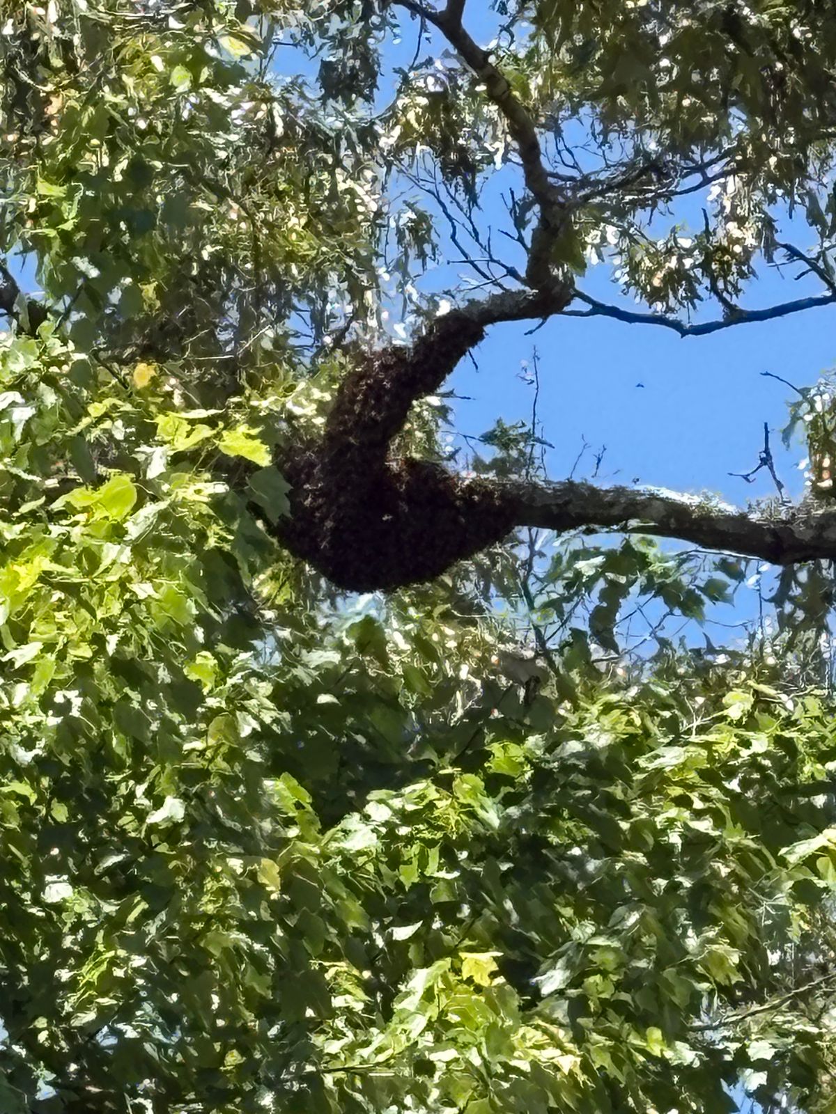 A Guide to Honey Bee Swarms in California for Residents