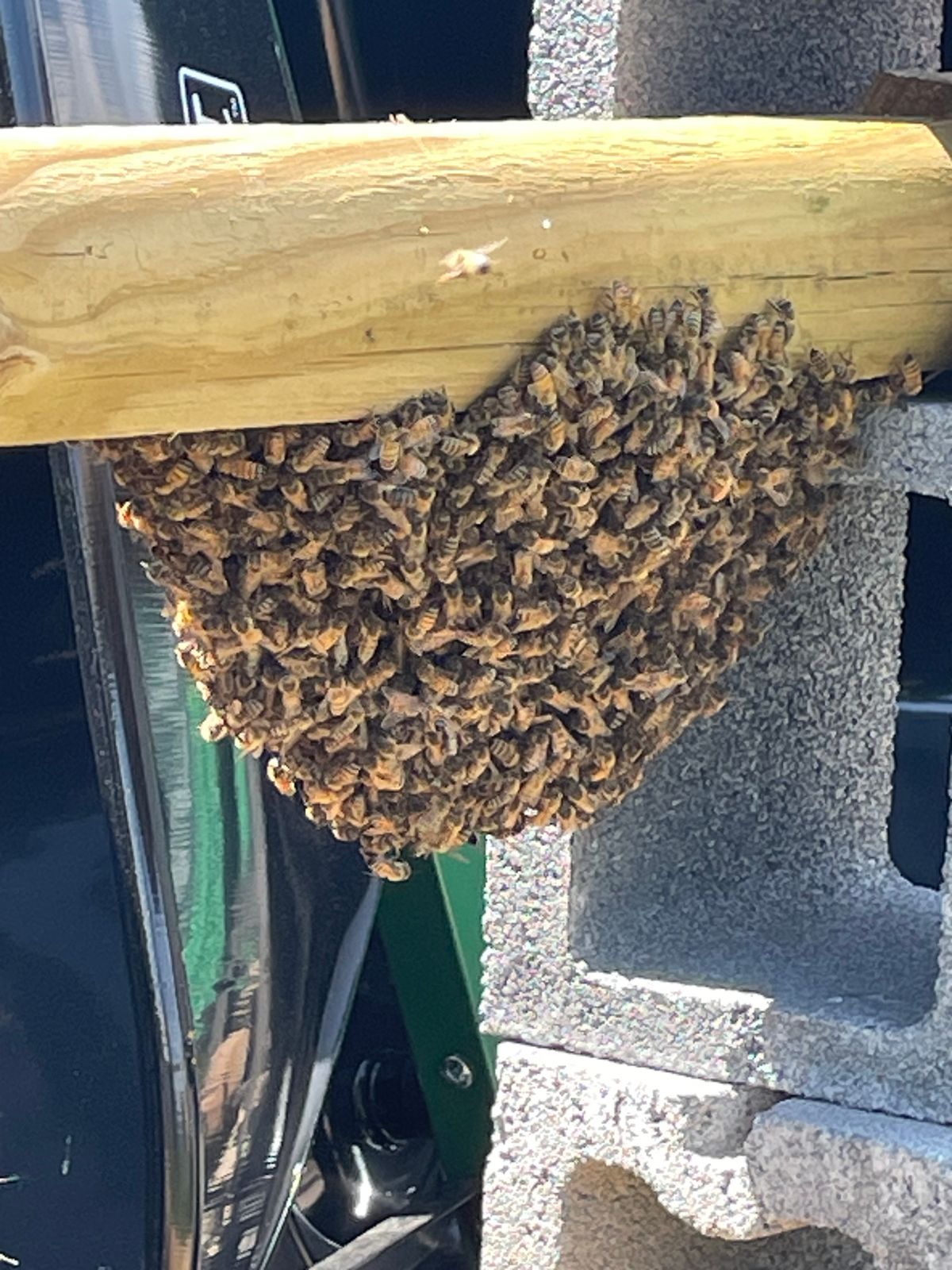 Reported a Bee Swarm in Kentucky? Here’s What Happens Next