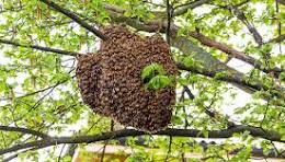 South Carolina Bee Swarm Calendar: Your Spring Guide