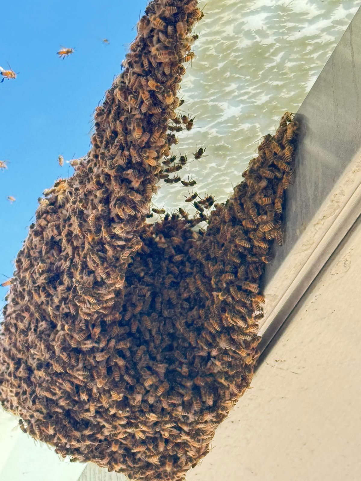Reported a Bee Swarm in Arkansas? Here’s What Happens Next