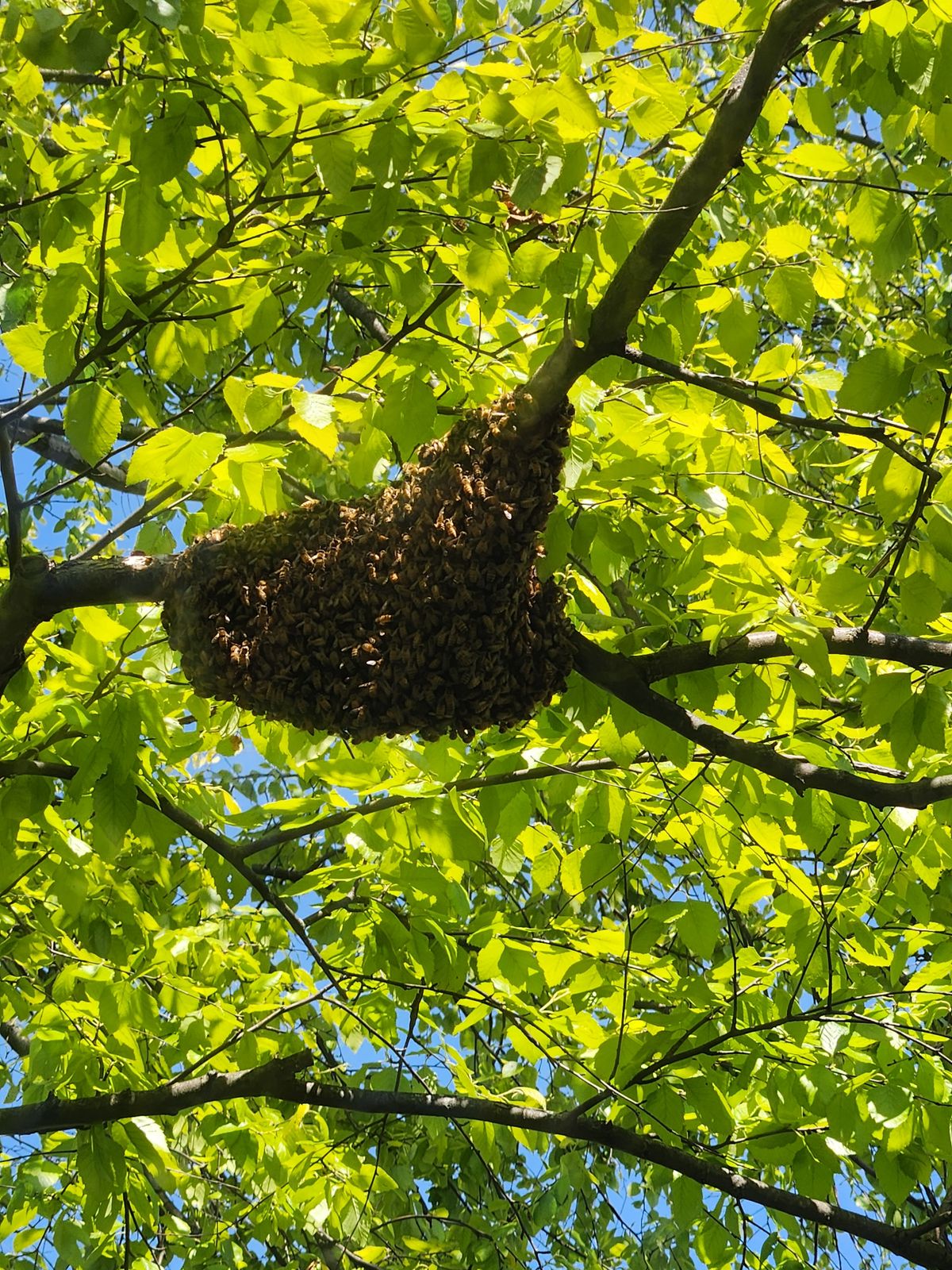 Our Changing Air and How You Can Help Honey Bees Thrive