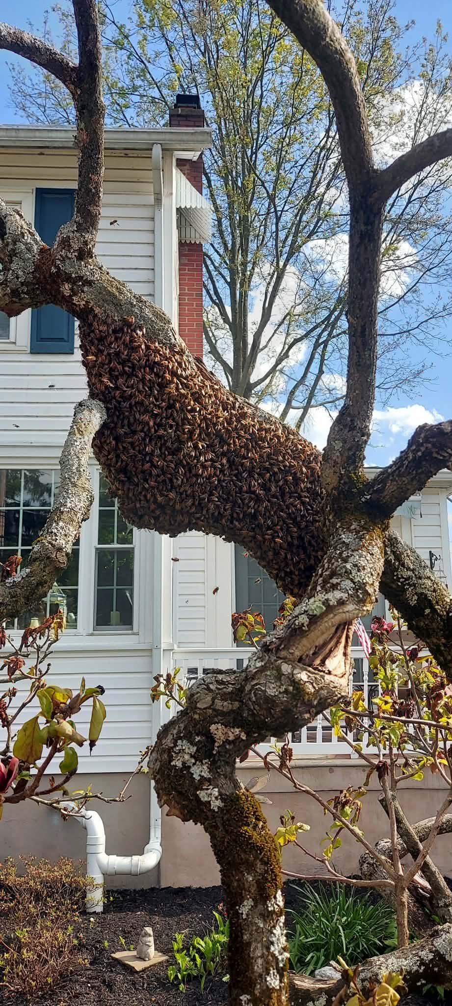 Answer the Call: Beekeepers Wanted for Swarm Rescue