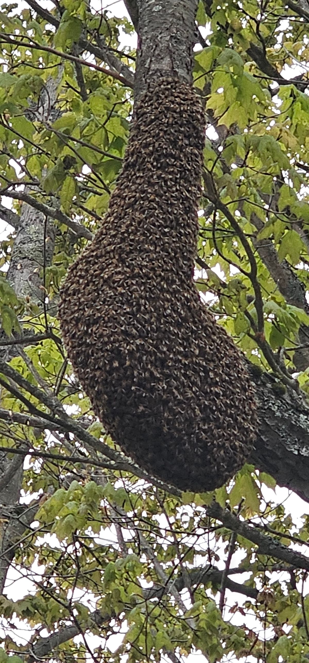 Reported a Bee Swarm in Nevada? Here's What Happens Next