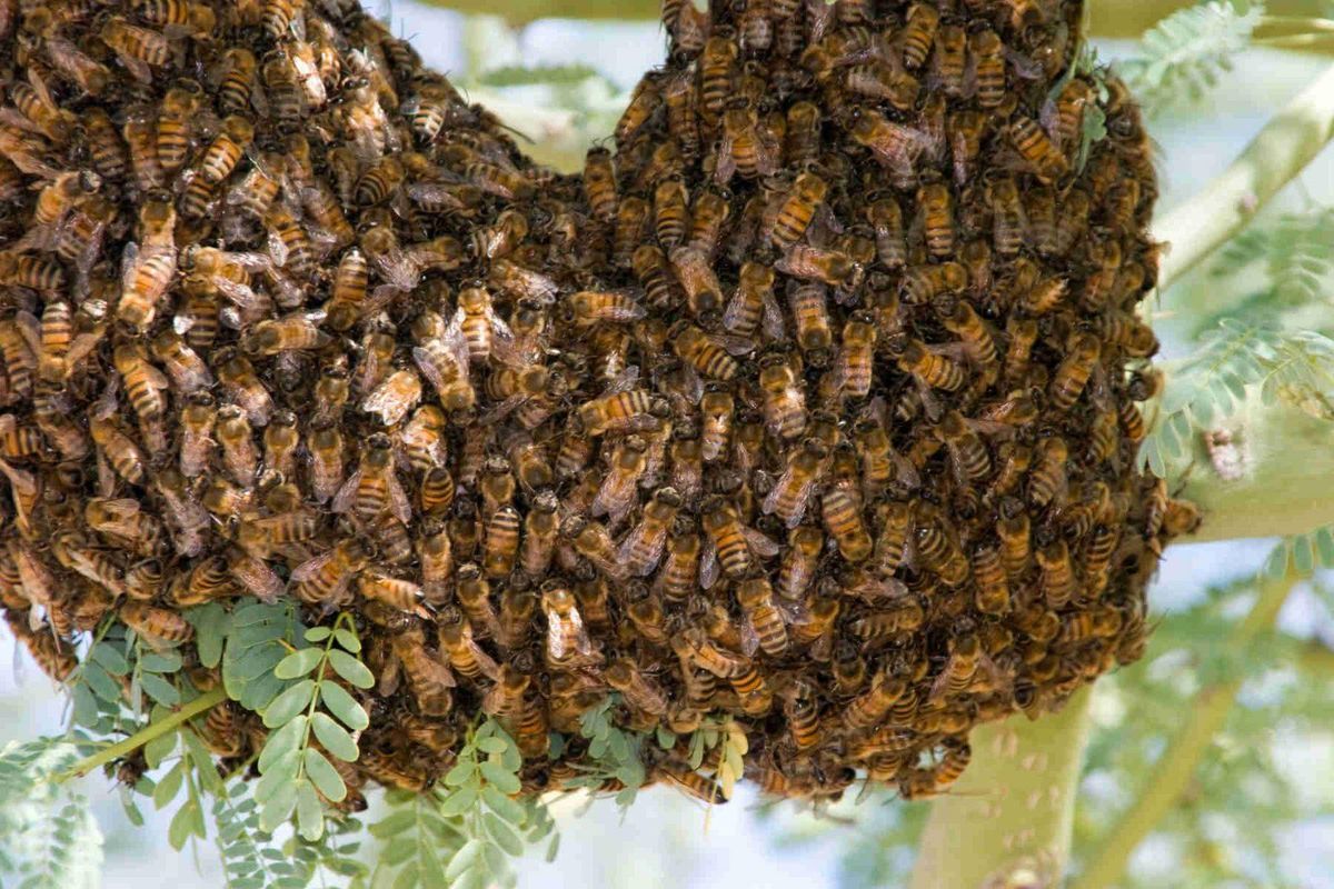 Why Mississippi Needs Beekeepers