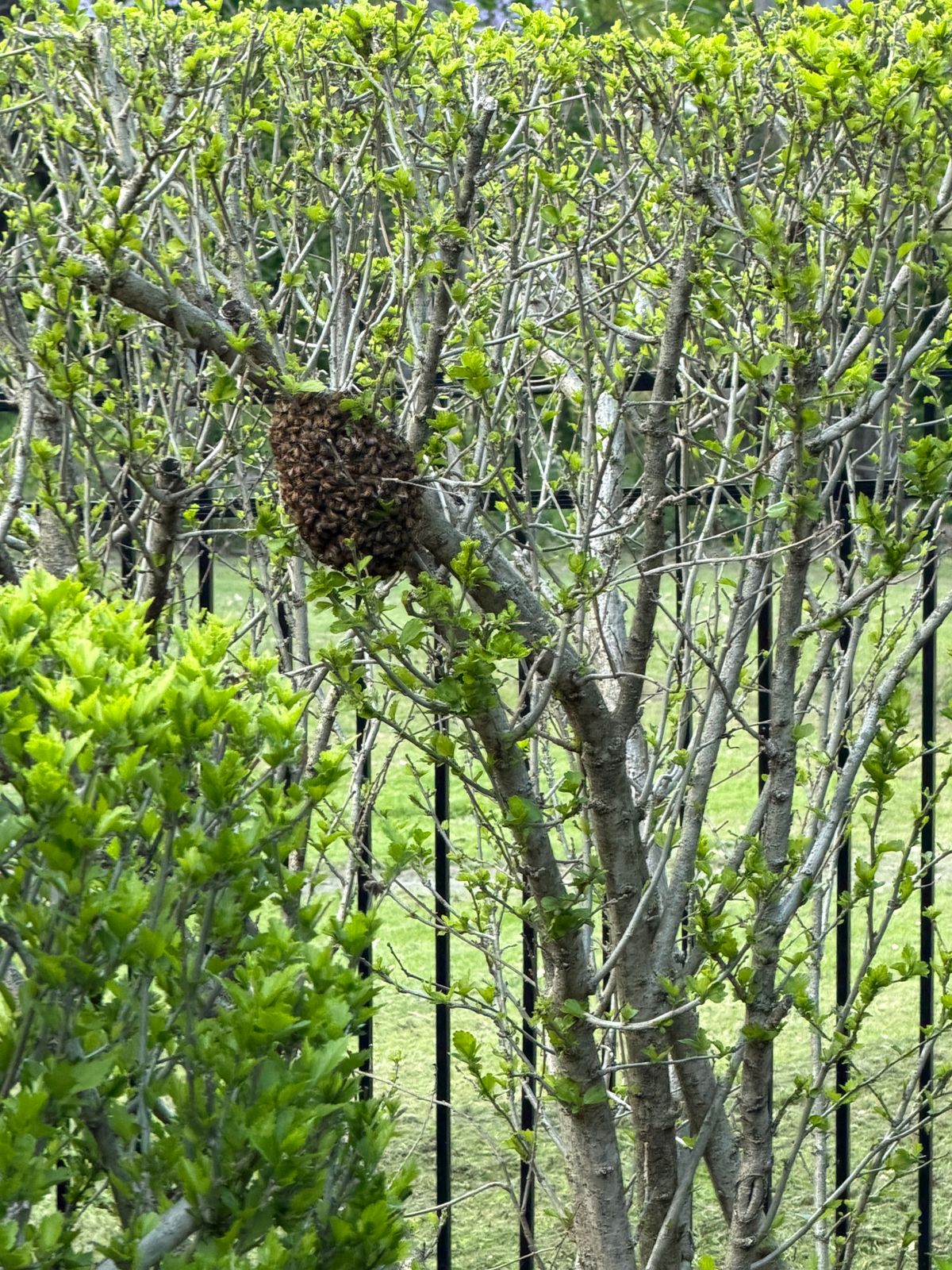 4 Key Signs Your Hive is Preparing to Swarm