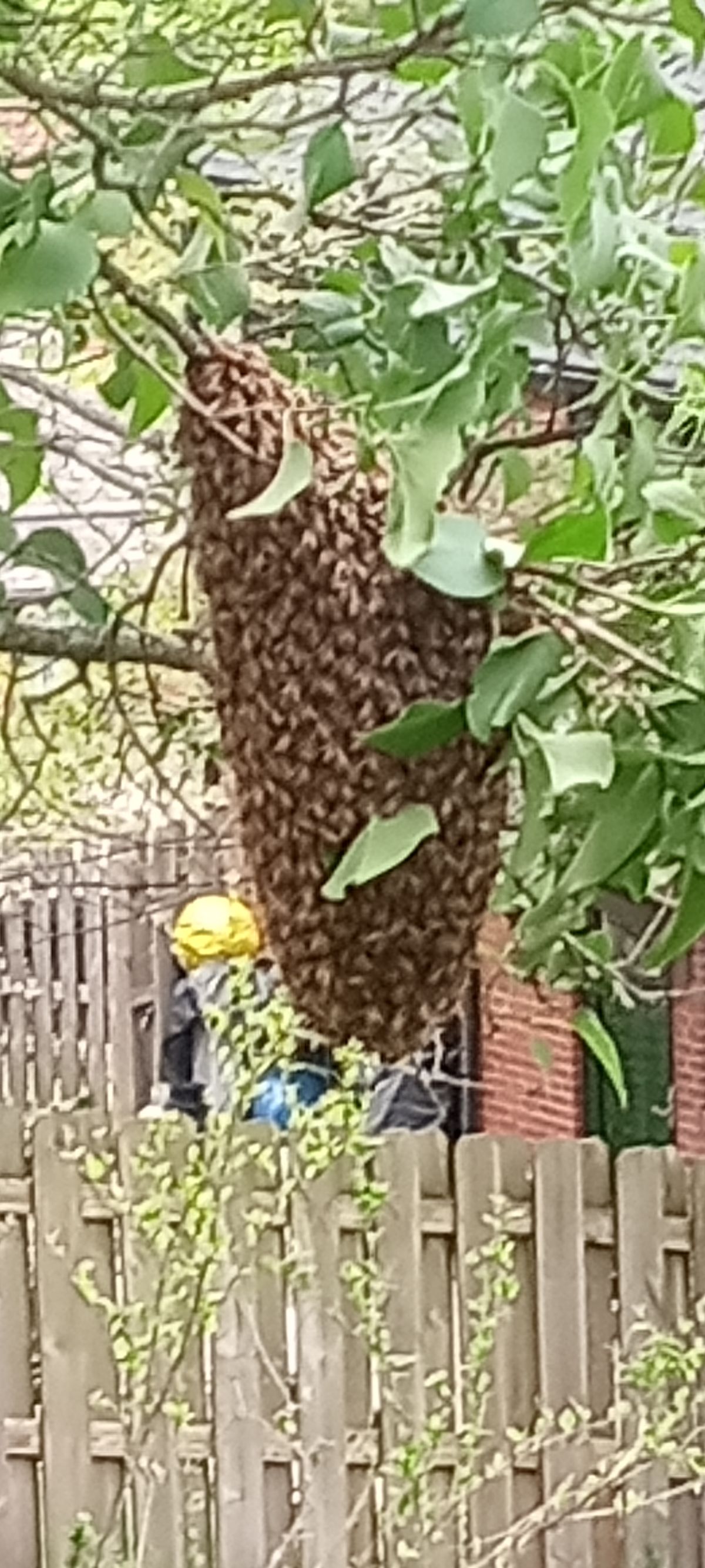 Reported a Bee Swarm in Oklahoma? What Happens Next