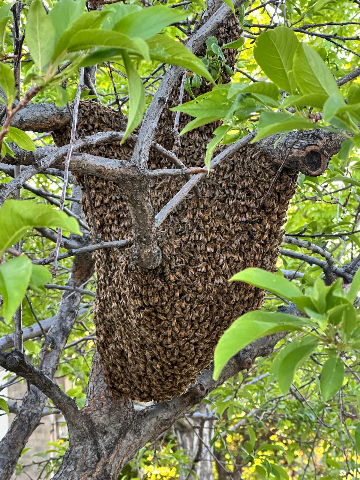 5 Honey Bee Swarm Facts to Ease Your Worries