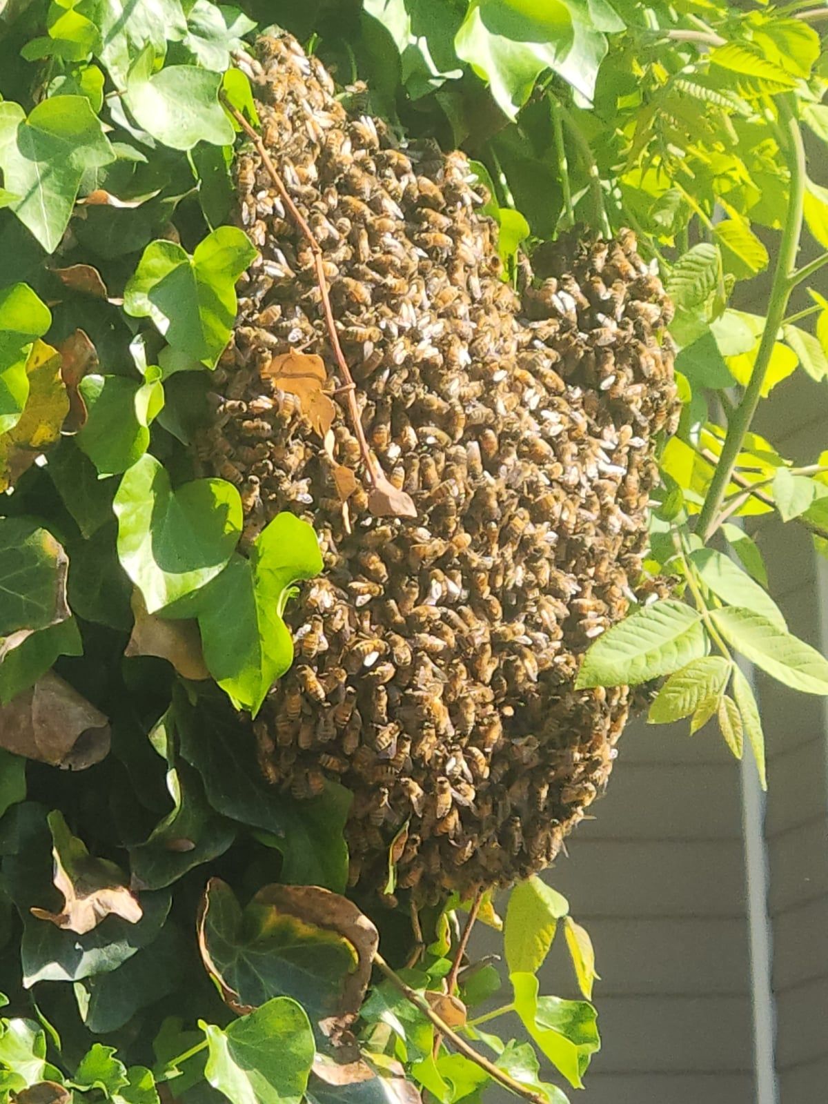 NC's Beekeeper Network Protects Honey Bees